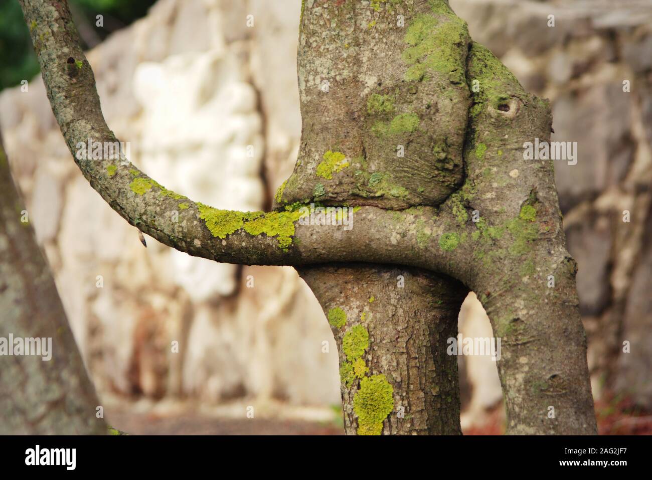 Due fusi, congiunto a rami di alberi per crescere insieme. Dettaglio chiudere verso l'alto. Foto Stock