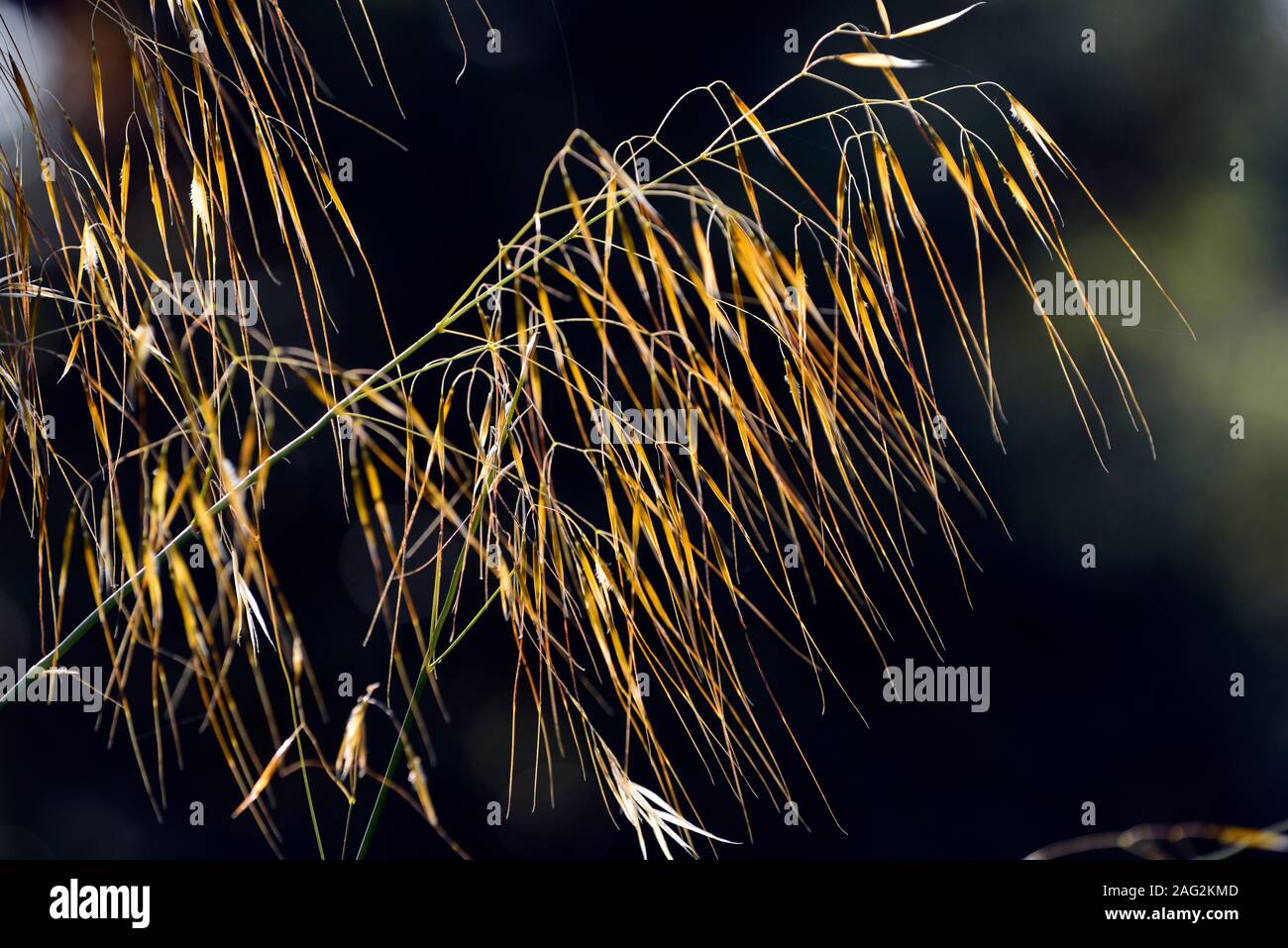 Stipa gigantea,gigante erba piuma,seedhead,semi,l'erba,erbe,erba ornamentale,backlit,luce del sole,autunno,RM Floral Foto Stock