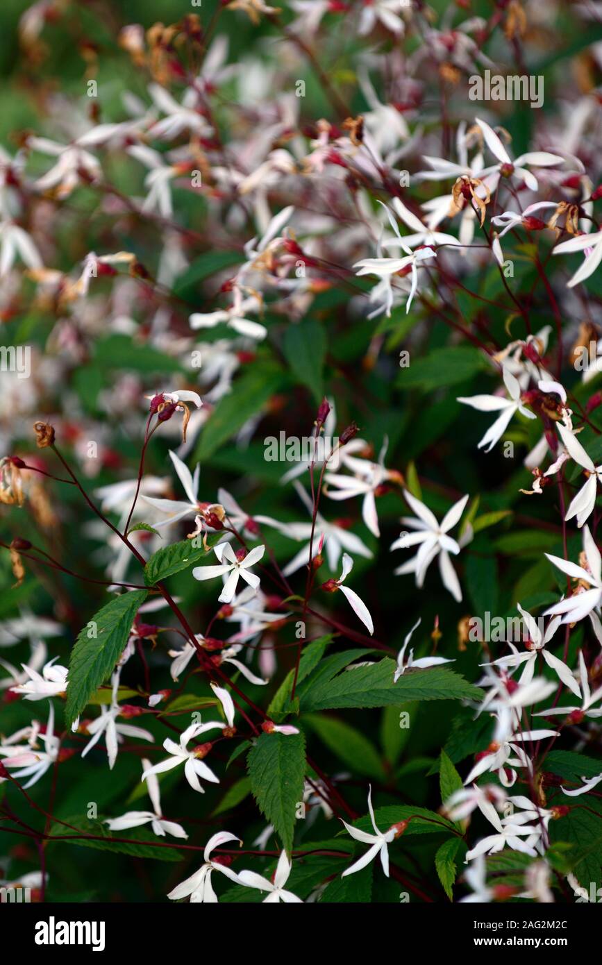 Gaura lindheimeri,Butterfly Gaura,bianco,fiore,fiori,fioritura,giardino,giardino,RM Floral Foto Stock