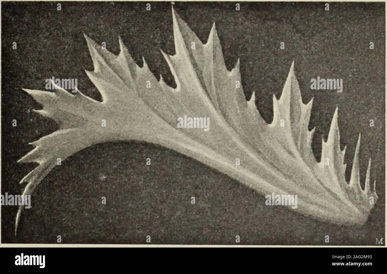 . Die Ursprungsformen des griechischen Akanthusornamentes und ihre Vorbilder naturlichen. 44 Tholos und vom Leonideion zeigen schon diese Zerlegung der einfachen Zacke ineine dreigcthcilte. Beide Beispiele sind gleichzeitig sehr instruktiv in Bezug aufAusbildung und Gliederung der Schäfte und den Ansatz der Blattrippen un dieStengelgrate. Die Ranken der Sima des Baues erstgenannten (Fig. 48) haben dori- 33 sirende Stengelcanelluren; die Abläufe der Hohlstreifen (vergl. Neben Deckblatt demLöwenkopf) Formeigenthümlichkeiten weisen auf, welche den Knotenformen mancherDoldenpflanzen unmittelbar en Foto Stock