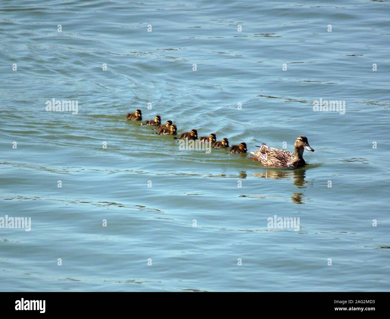 Famiglia di anatra con anatroccoli nuoto con in un lago Foto Stock