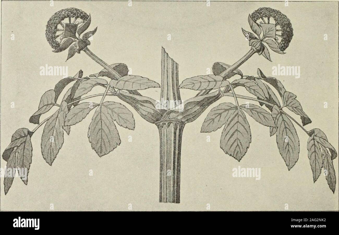 . Die Ursprungsformen des griechischen Akanthusornamentes und ihre Vorbilder naturlichen. richtung reich gegliedertdurch Canelluren und Gratbildungen, welche bei ihren verschiedenen Arten diemannichfachsten Querschnitte zeigen. Sie gleichen calvo Schnitte dem der dorischenbald der ionischen Säule mit breiteren oder schmäleren Stegona, calvo zeigen sie 28 wellenblechartige Schwingungen, bald mehr oder weniger spitzwinklige Einschnittedes Schaftcylinders. Diese Gliederungen werden hervorgebracht durch das unter derOberhaut cylindrisch angeordnete feste Bastgerippe (Stereom) der Pflanze, desseneinze Foto Stock