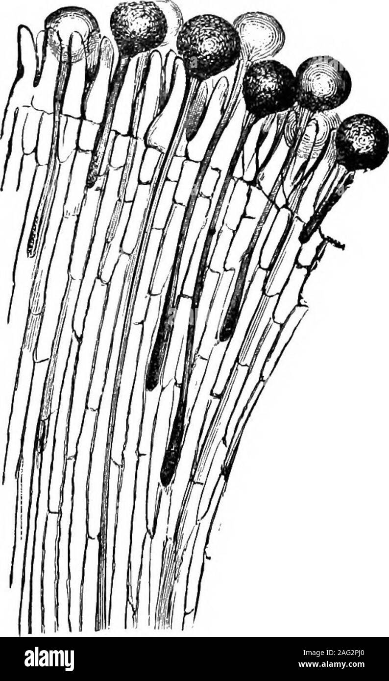 . Storia naturale lezioni oggetto : un manuale per gli insegnanti. Fig. 65.-Il polline Grainswith. Tubi.. Fig. 66.-tubi di granelli di polline penetratingthe tessuto della stigmatizzazione. attivo e crescere. Ciascuna cella invia una lunga cannula,il polline-tubo che penetra lentamente attraverso la loosetissue della stigmatizzazione e attraverso lo stile (quando uno ispresent) nell'ovaio. In questo polline-tubo del fluido activevital del polline-cella passa per l'ovulo, che thusbecomes concimate. Capitolo IX. Frutti e semi. In fiore, come abbiamo visto, l'ovaio, consistente di allineamento unidimensionale o più carpels, contiene il oviiies. Foto Stock