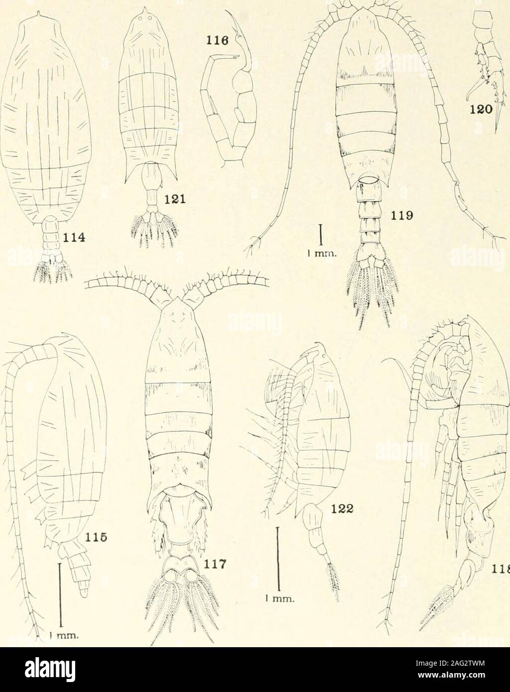 . Bollettino - Stati Uniti Museo Nazionale. 109 specie di Euchirella, arietellus. e Gaetanus. 101-106, Euchirella grandicornis, nuove specie: 101, Dorsale vii maschio; 103, vista laterale, femmina; 104, seconda maxill, femmina; 106, quinto le107. Arietellus giesbrechti Sars, femmina: Quinto le108-113, Gaetanus curvispinus, nuove specie: femmina; 110, basipod di quattro: ale; 111, quinto mi 112, quinto gambe, maschio adulto; 113, rost: U. S. MUSEO NAZIONALE BOLLETTINO 100, VOL. 14. Parte 4 la piastra 11. 118 specie di Gaetanus. Gaussia. Heterorhabdus. e labidocera. 114-116, Gaetanus microcanthus, nuove specie: 114, dorsale Foto Stock