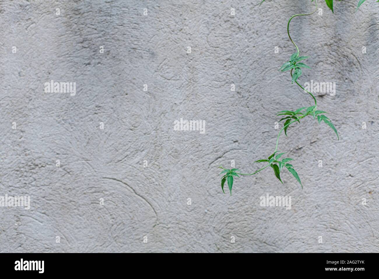 Foglie d'edera e le ombre delle piante su un muro grigio al sole Foto Stock