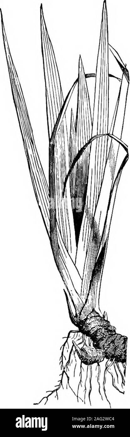 . Storia naturale lezioni oggetto : un manuale per gli insegnanti. Le PIANTE E I LORO PEODUCTS, 37 piante di venature corrono parallelamente da una metà di nervatura per la marginof la lama. Le superfici delle foglie sono costellate di aperture communi-cating con cavità d'aria entro la sostanza delle foglie. Foto Stock