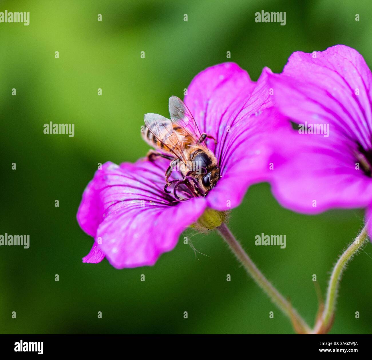 La fotografia macro di un fiore viola con un ape a strisce succhiare miele Foto Stock