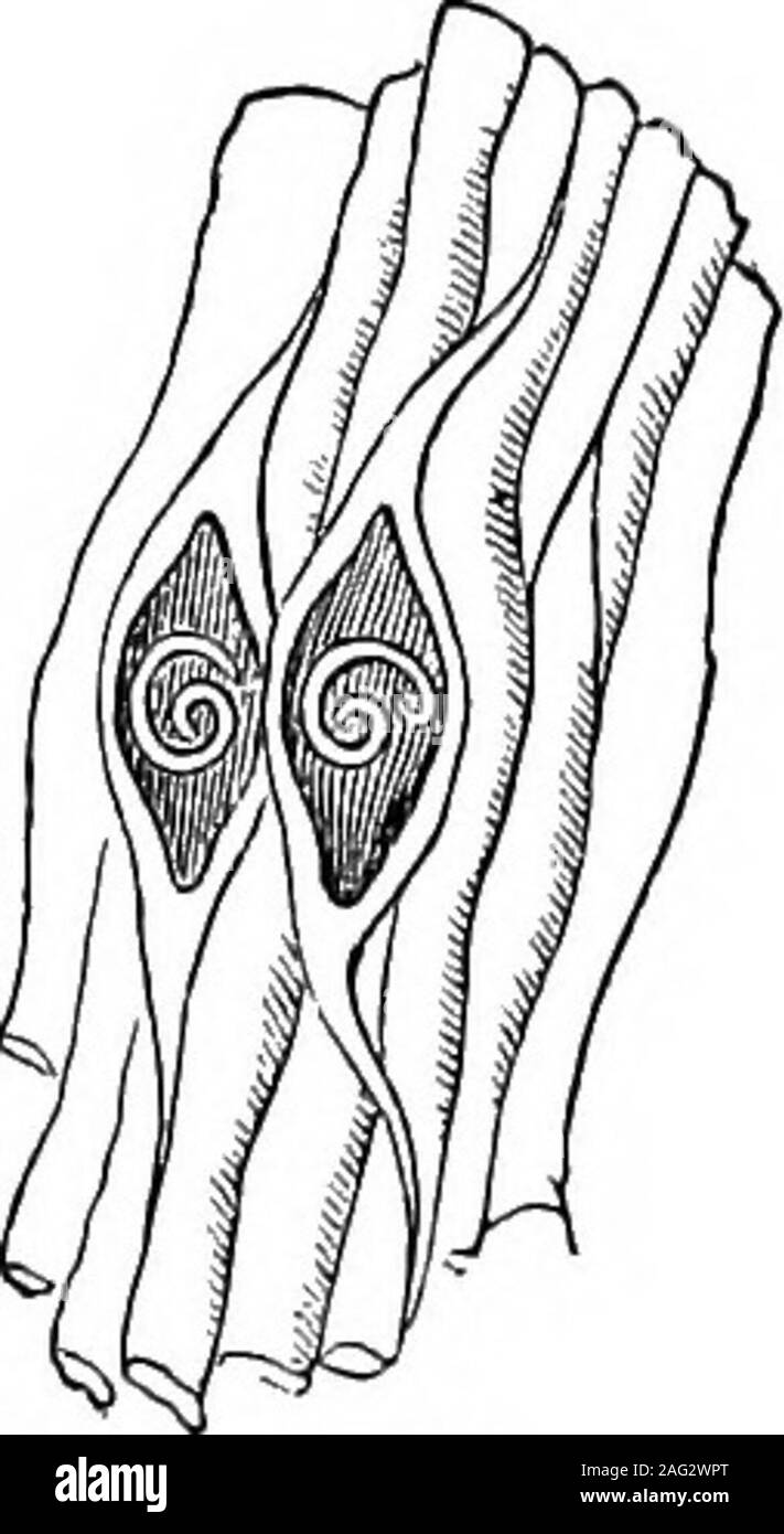 . [Conferenze scientifiche]. su, come centinaia di esemplari sono stati visti a co-existentirely esente da cisti. Fig. 38 mostra la Trichina quando così in-cysted nei muscoli (ingrandita). Il numero trovato in qualsiasi oggetto varia,ma Leuckart stimato che uno oncia di cat-carne che ha osservato deve avere harboredmore di 300.000 parassiti. Anche se abbiamo as-sume che i quaranta-cinque libbre di musclewhich ordinariamente un uomo sano possiede 4/erano infestate con solo 50.000 Trichine a theounce, avrebbero ancora contenere più thanthirty milioni. Fig. jg. L'adulto Trichina ingrandito è mostrato in Fig. 39 Foto Stock