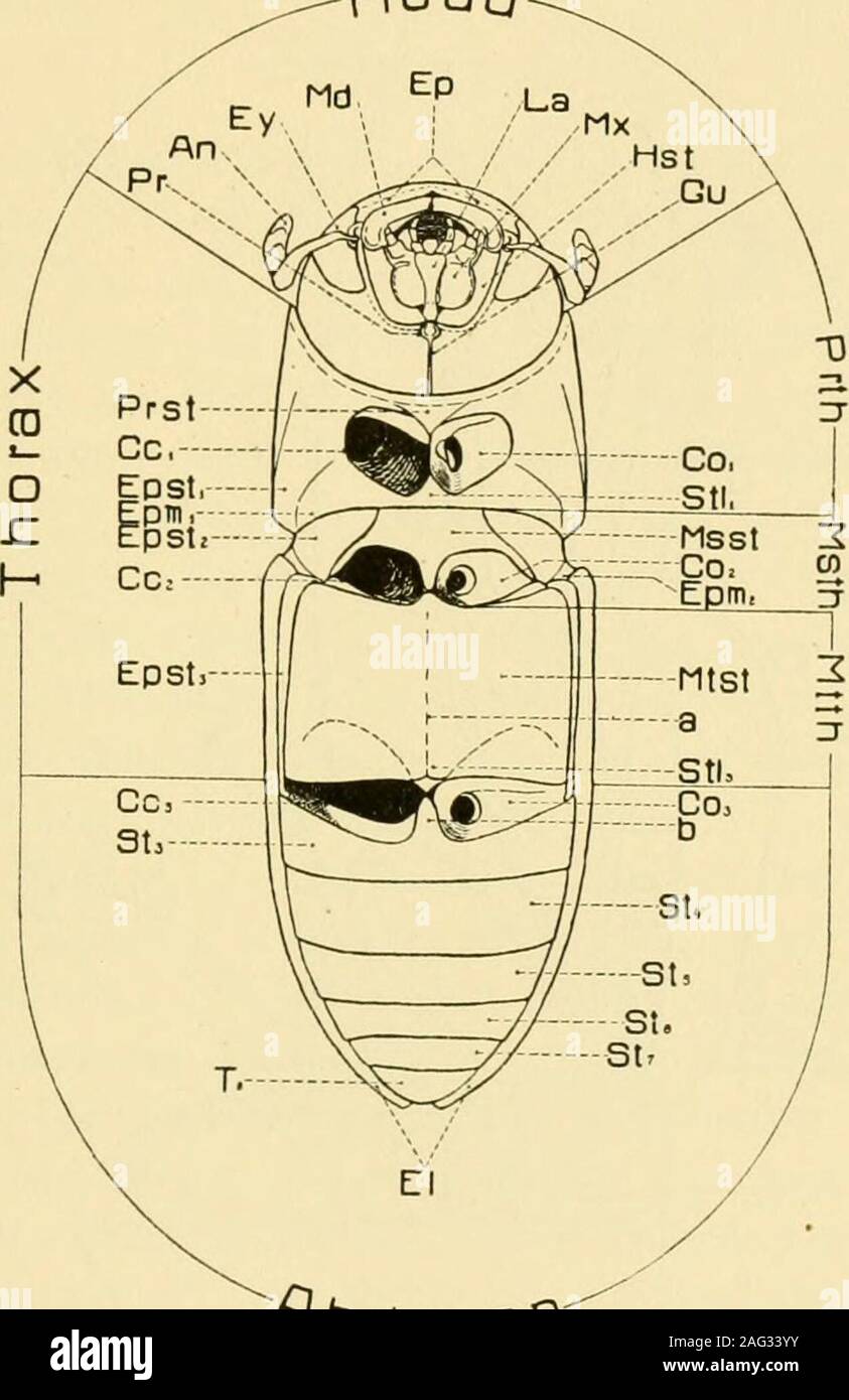 . Lo Smithsonian varie collezioni. s&GT; o. ^ ^ . n gu^ ? Tr CO • ^ e i S ^ o XI 3 r (u pJJ c c S P-.5 " St,- ,^ CO a^^ S 15 3 ?-•s!.jj- B E MG. o 1111 o ^2 3 .2 4) =^E ho •o S-^sE.S •T3 k. 3 FE O u^ . ? 2 ?a^Q,gs C i 3 . ?I: o. •-"" 2 aC&GT;&LT; .. ?5: S-II. 2 c c e " o u 3 (J til M" ..^ I ^?^pS -1 ^ U C 5 ^j , oo , ?cup .t)-- § •-. S C E " p^-S 3 o rt-o e un noi^-^r - N° 10 morfologia del GNATHOTRICHUS-SCHEDL 17 Gnathotrichus sulcatus Lee.lunghezza, 3,59 mm. Il corpo è 3,38 volte più a lungo come la larghezza delle pronotum.Larghezza delle pronotum, 1,07 mm.Il elytra sono 1,60 volte più a lungo Foto Stock