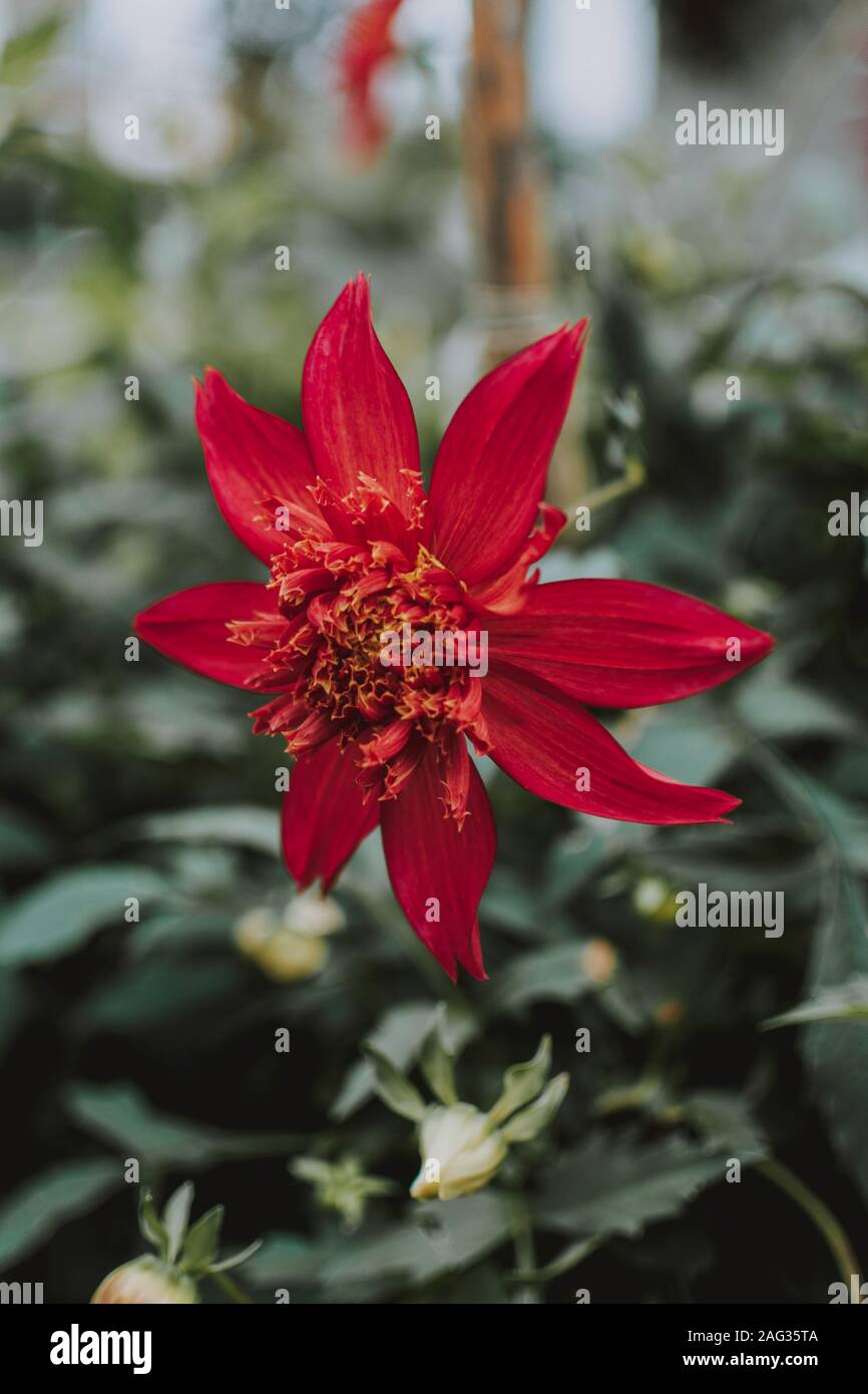 Messa a fuoco selettiva verticale di un raro fiore rosso in un giardino Foto Stock