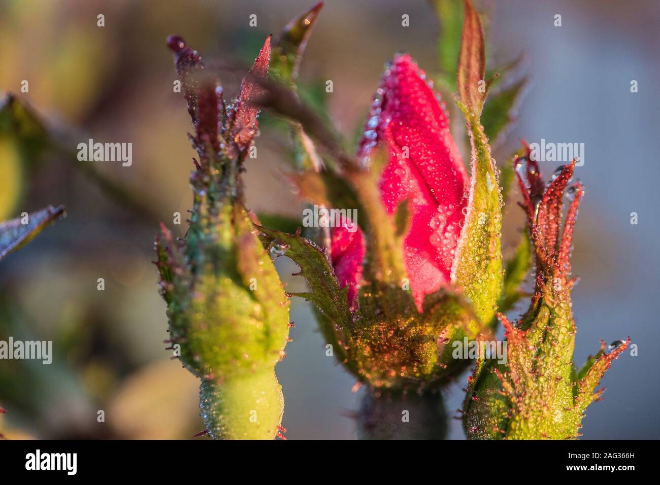 Fuoco selettivo di una rosa rosa non fiorita con due quelli più piccoli accanto ad esso Foto Stock