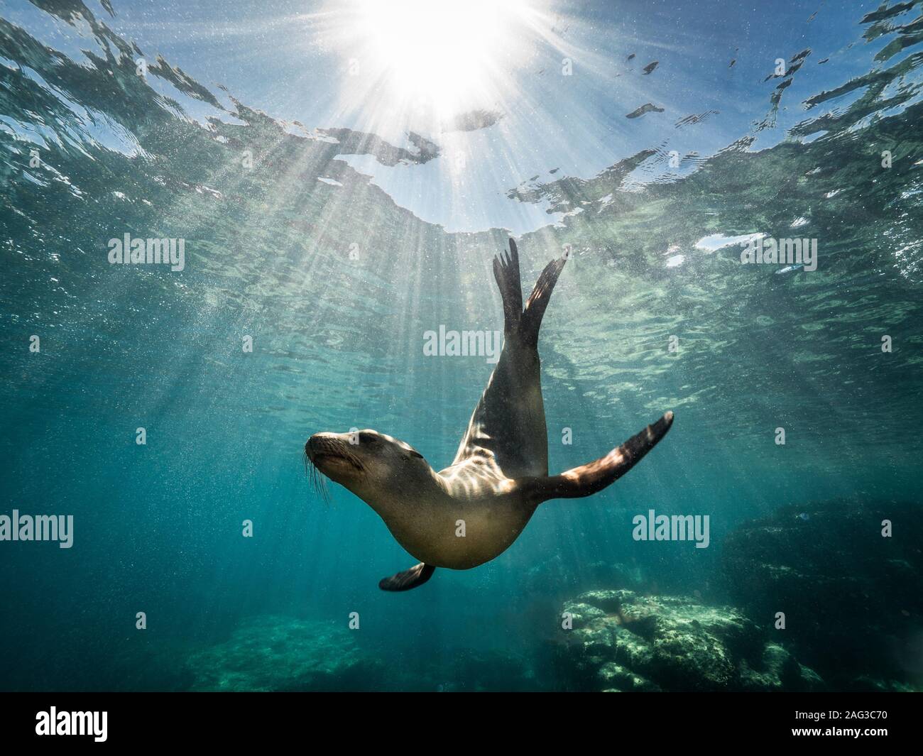 Bellissimo scatto di una foca californiana con leoni marini che si gode Raggi del sole in Baja California Foto Stock