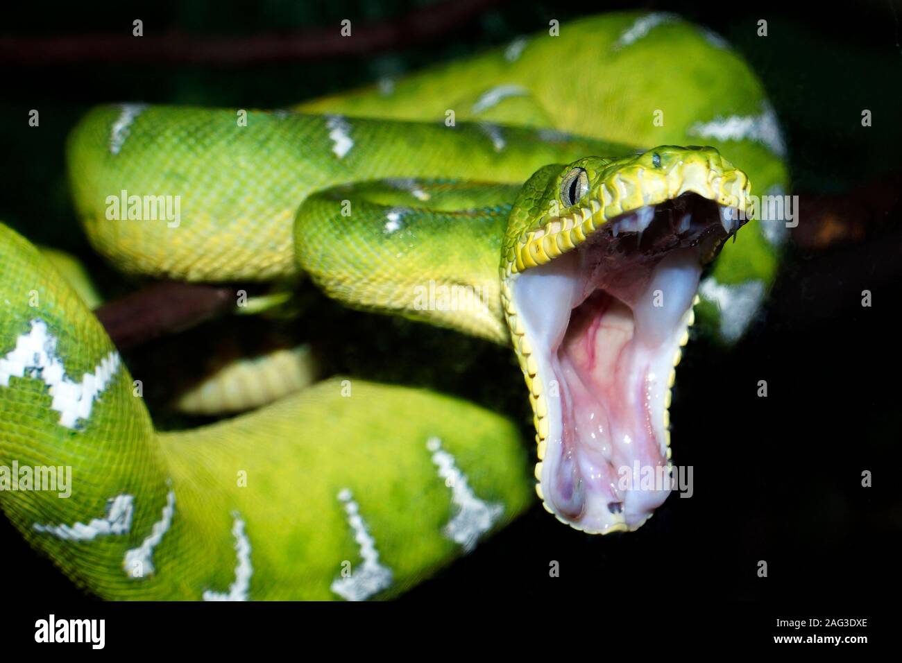 Emerald tree boa, Corallus caninus, in suggestiva la postura. Foto Stock