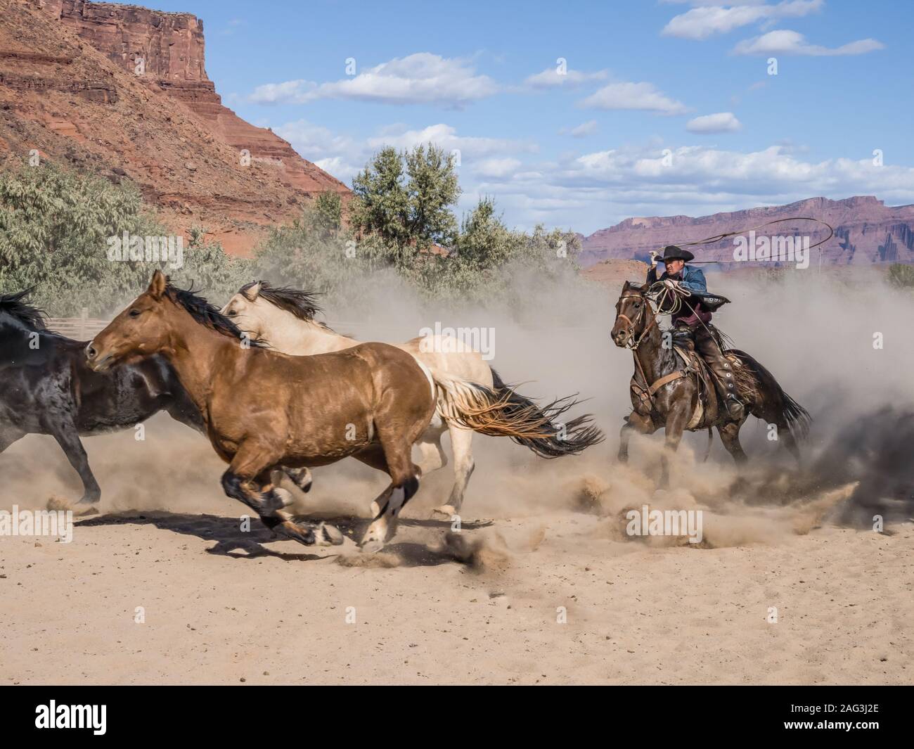 Un cowboy o wrangler aziona un allevamento di cavalli da sella con la sua filatura lariat overhead sul Red cliffs ranch vicino a Moab, Utah, pronto a fune il cavallo Foto Stock