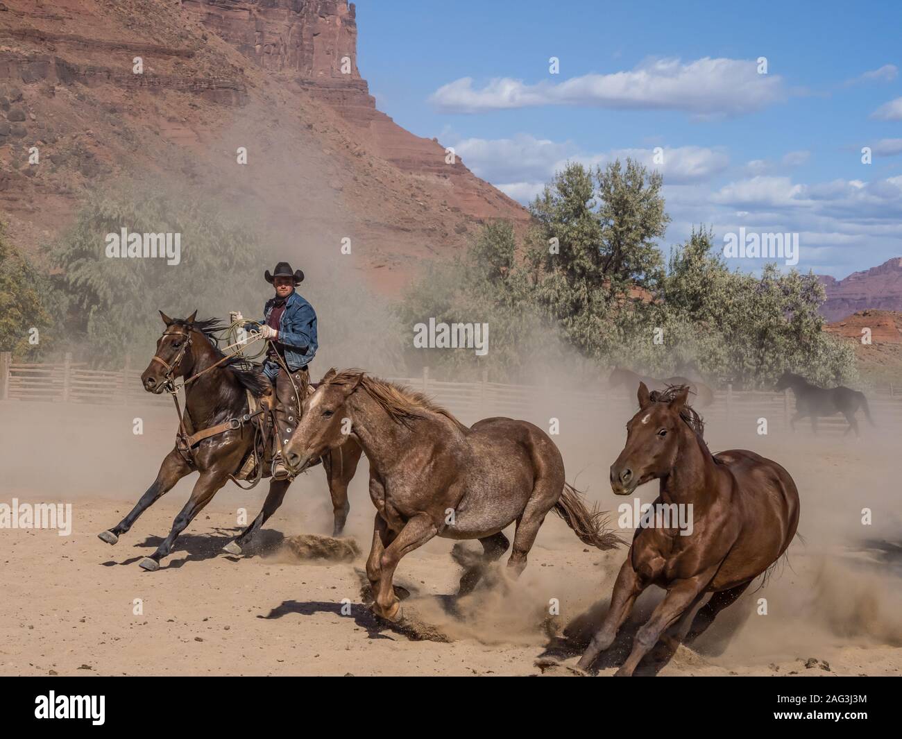 Un cowboy o wrangler aziona un allevamento di cavalli da sella sulla Red cliffs ranch vicino a Moab, Utah. Sullo sfondo sono le scogliere di arenaria del canyon Foto Stock