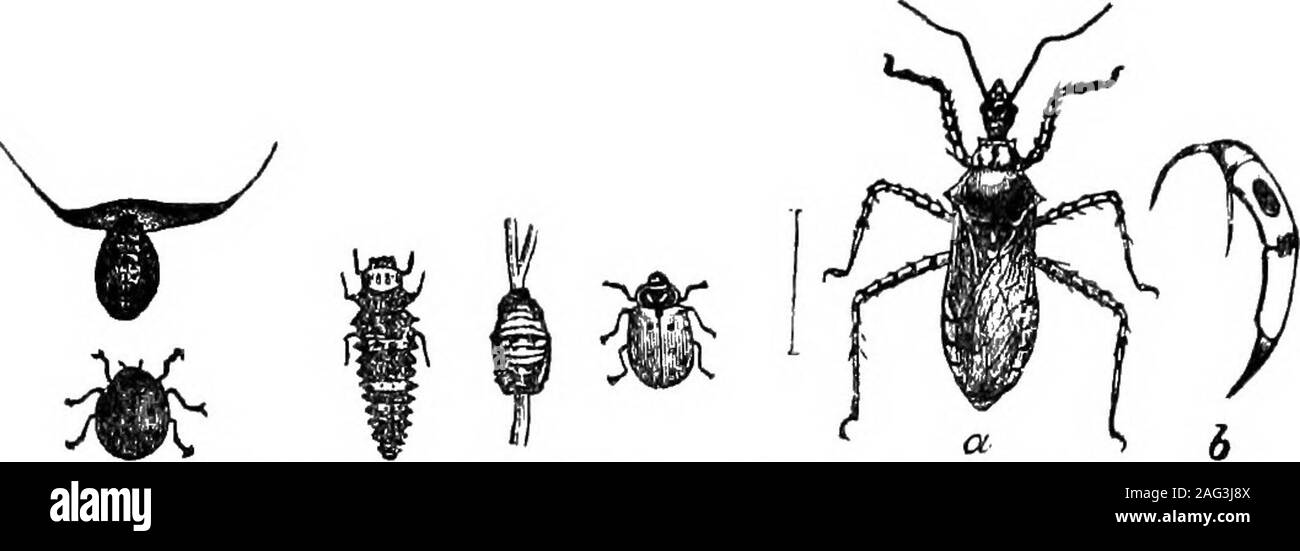 . [Conferenze scientifiche]. Fig. 14. I pirati. Un altro aiuto prezioso per l'agricoltore come egli provoca la morte di im-mense numeri di bruchi e insetti nocivi è la 47 pirati PICIPES. Fig. 14. Si tratta di una stirpe di suo che distrugge tanti bed bugsin Europa, e non è detto che i pirati sono di non aver paura di loro. I -verrà ora dirvi di alcuni dei nemici della ten-rivestita potatobeetle {Doryphora decemlineator). Naturalmente tutti devono essere interestedas rende un risparmio di oiu- tempo nella lotta contro di loro per avere insetto aids.. Fig. È. 9.spatted Fig. 16. Bippodamla.Lady Bird. Fig. 17. ManybandedRobber. ENEa Foto Stock