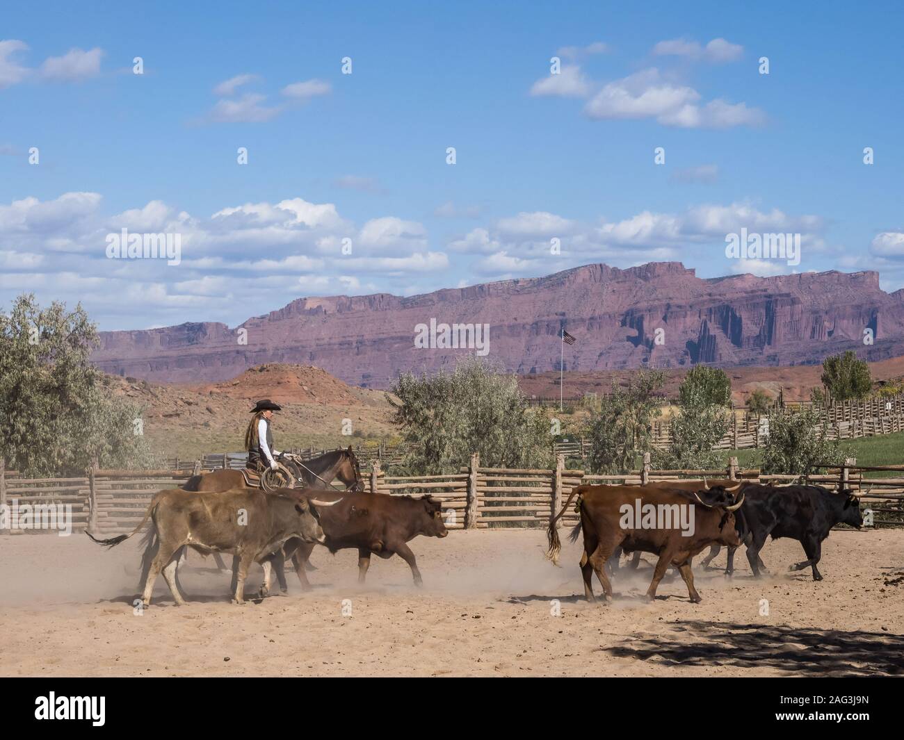 Un cowgirl mandrie longhorn manzi sul Red cliffs ranch vicino a Moab, Utah. Le scogliere di arenaria del Colorado River Valley sono in background. Foto Stock