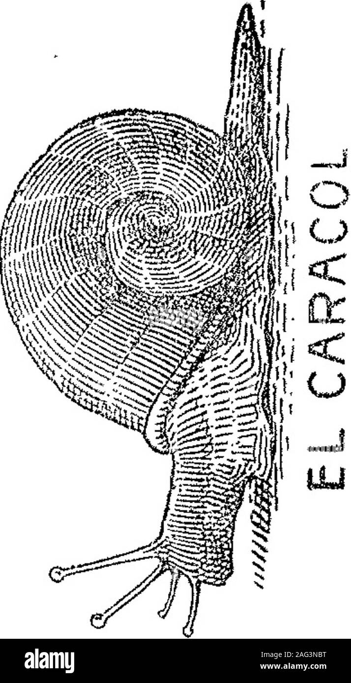 . Boletín Oficial de la República Argentina. 1905 1ra sección. Octubre 31 de : 1905. - Bussaglia, Ecénarroy Cía.. -Distinguir los artículos de la dase 26,cueros y pieles 10, balíjería, necesarios de via-je y similares 54 (modificada). v-8-Noviembre. Un"£s&GT; m 1í5.B65 Marca comptata Noviembre 2 de 1905, -Slephan Lumpert -Distinguir ios artículos de la clase 72, espe-cialmente almanaques. v-S-Noviembré. meta. m° ao.ssi ,. ¿¿Mi^l^^pí^í^ re, §Í¡|§1S|¡ h"ií%¡ m P^ÍV^N. tílk w WJM m ÉL. fiffi ÉÉf ir "ho &lt;%; T-íf. Ü#l 4s^ &N Noviembre 2 de 1505. -Stephan Lumpert. -Distinguir los artículos de la cl Foto Stock