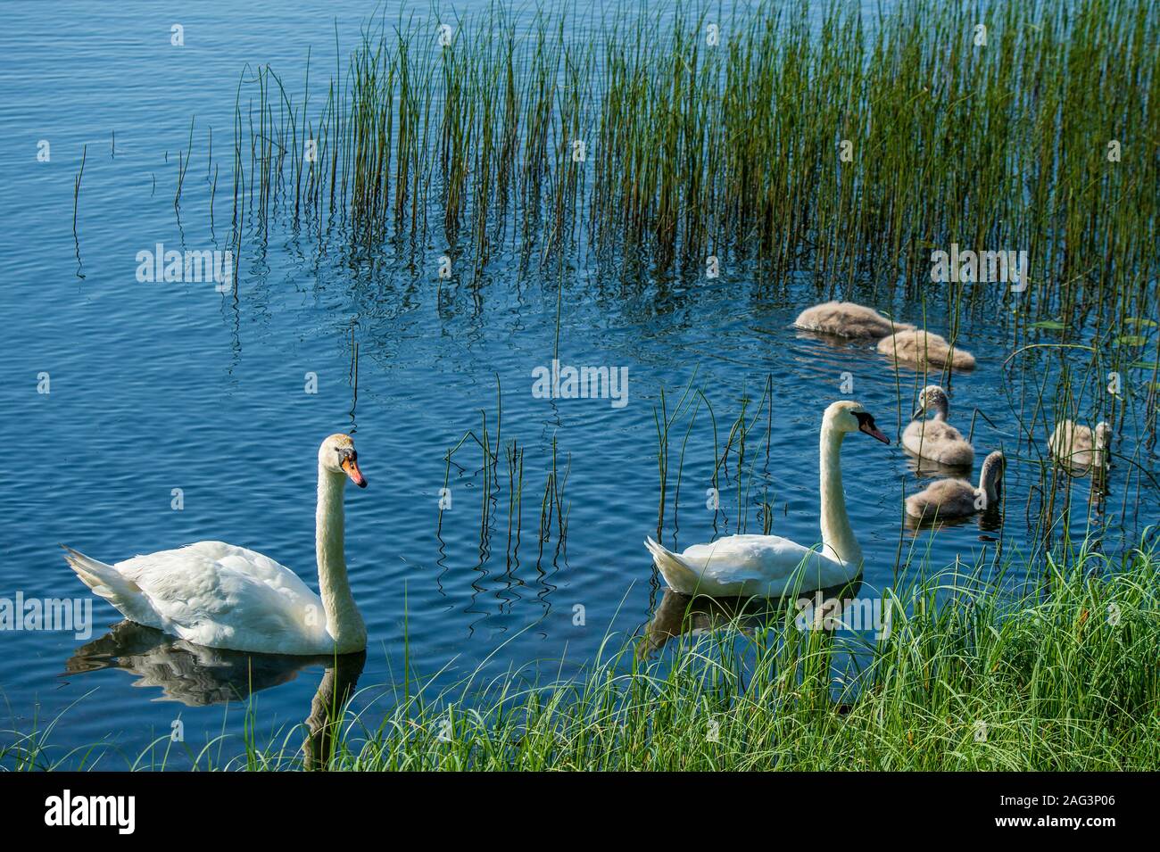 La famiglia Swan nuotava su un laghetto blu circondato da un'alta erba verde. Foto Stock