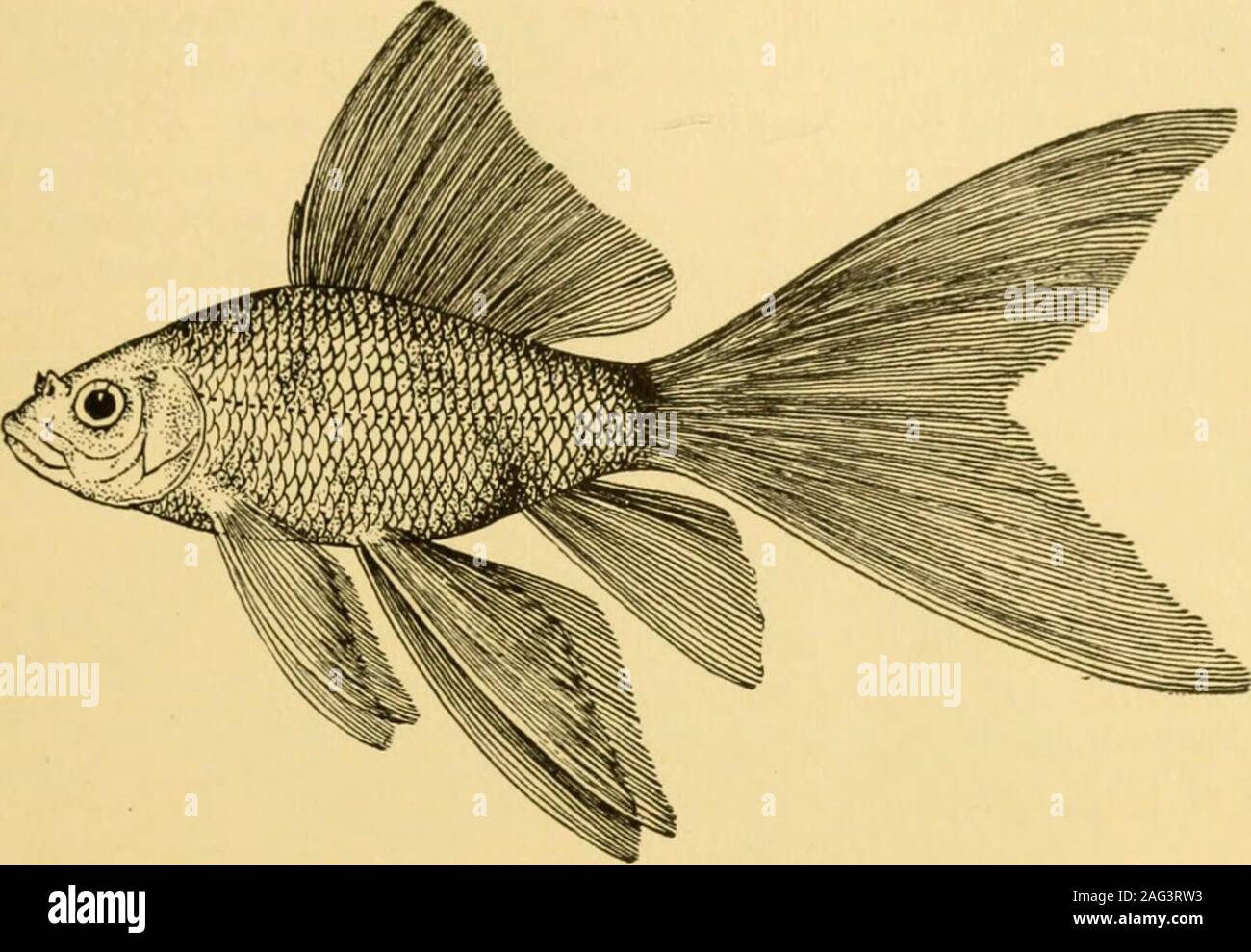 . Goldfish varietà e acquario tropicale pesci; una guida completa per acquari e argomenti correlati. gle-coda di razza sembra essere stato originato in theponds della Commissione di pesce a Washington nei primi anni ottanta. Mr.Hugo Mullertt sia fissato alcuni di questo stock o successive originate astrain della propria. In ogni caso, egli è stato il primo al loro posto sul themarket in quantità. La Cometa è lunga del corpo e le pinne e la coda in par-o sovracapacità per particolari essendo molto in flusso libero. In movimento questo pesce è il più grazia-ful di tutti i goldfishes di fantasia e si può nuotare con grande rapidità whennecessary. Questo activi Foto Stock