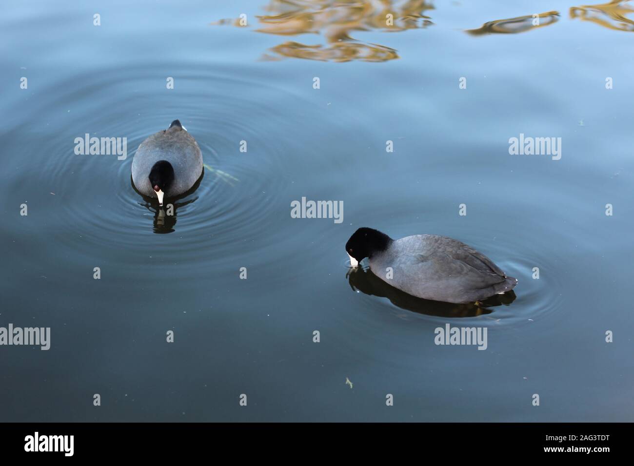 Anatre che nuotano in un lago di San Francisco Foto Stock