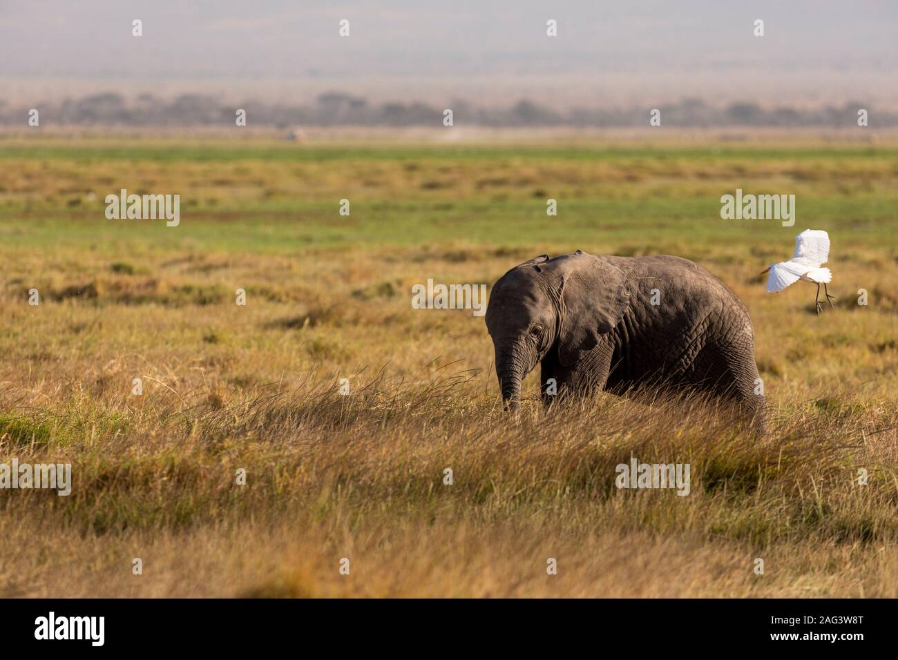 Elefante africano (Loxodonta africana) vitello mangiare sulla savana nel Parco Nazionale della Sierra Nevada, Spagna Foto Stock