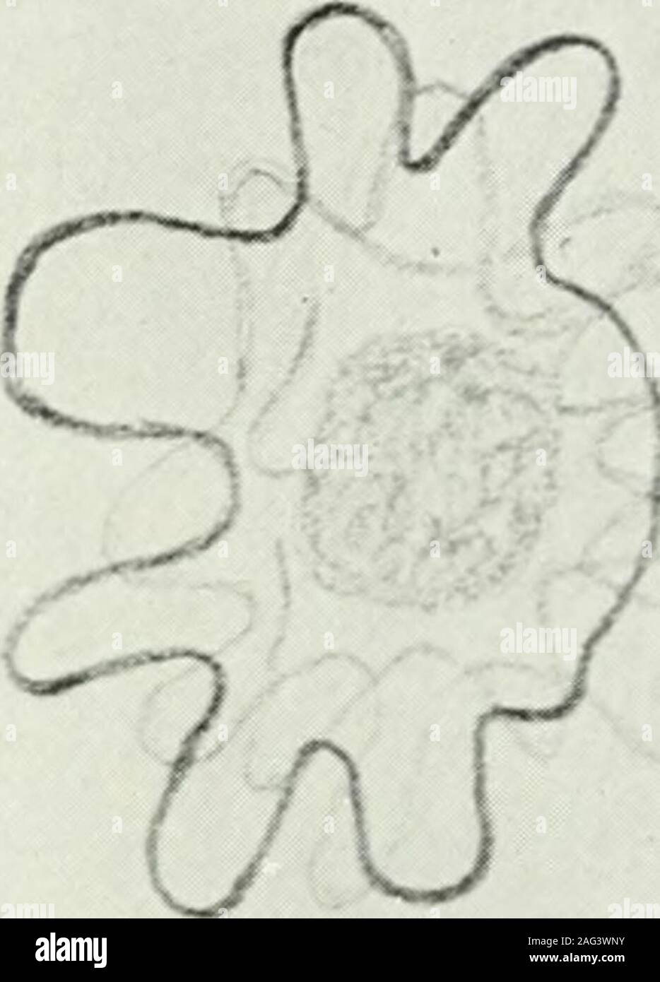 . Il giornale americano di medicina tropicale. ?^^?r^. W- # 7 #^ 221 UNA NOTA SU TALUNI ORGANISMI COPROZOIC INCULTURES FROIM UOMO KENNETH M. LYNCHDallas, Texas ricevuti per la pubblicazione aprile 10, 1922 In cultura lavorare con i cosiddetti parassiti intestinali pericolodi errore e introduzione di confusione esiste dal likelihoodof ottenere gratuitamente-organismi viventi, ingeriti con cibo e acqua,che possono passare attraverso l'intestino dell uomo viva, sebbene notgrowing vi. Di volta in volta nuovi parasiteshave intestinale sono state così riscontrate e descritto, aggiungendo al con-fusion già esistenti. Il w Foto Stock