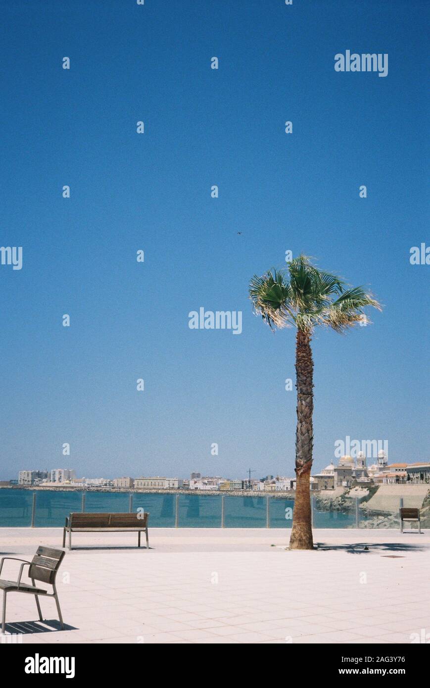 Una palma isolata sulla riva vicino alle panchine accanto ad un bellissimo lago sotto il cielo limpido Foto Stock