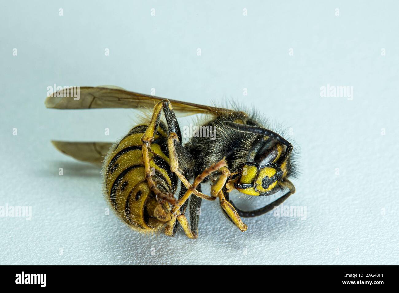 La fotografia macro di un morto wasp. Foto Stock