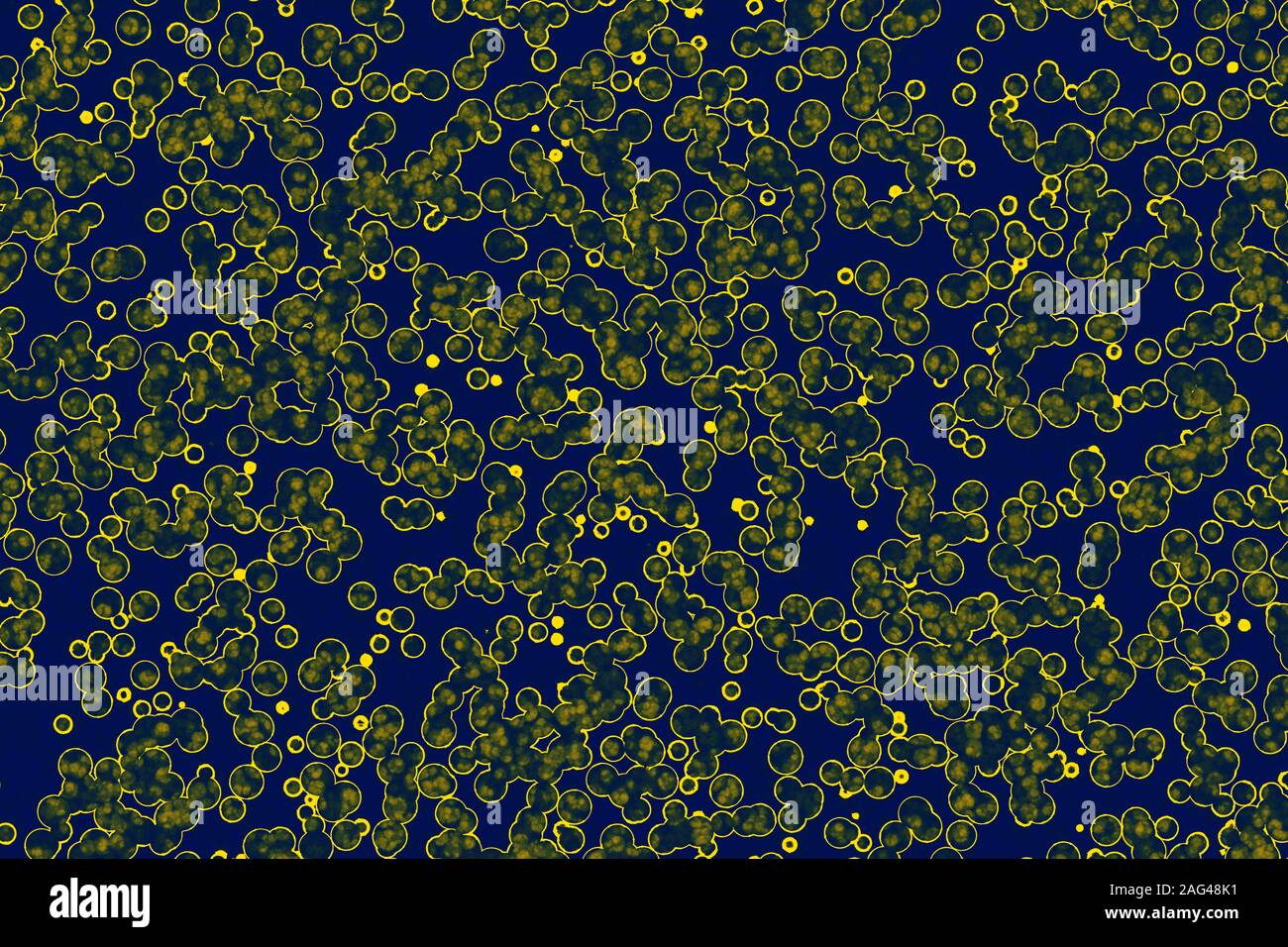 La forma della cellula batterica: cocchi, bacilli, spirilla sfondo di batteri Foto Stock