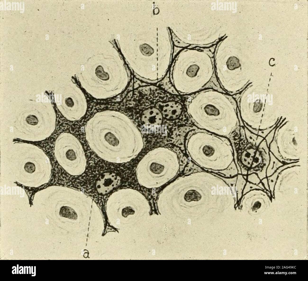 . Il giornale americano di anatomia. struc-ture. Examinationshows che un tale cellmay essere interamente voidof neuroglia fibre (Fig.2, a), o se le fibre arediscernible, essi occuronly nel peripheralportion (exoplasm) della cella in stretta prox-imity al nervefibers (Figg. 2 e 3, h).Il citoplasma dei processi appare sempre meno compatto thanthat più immediatamente circostante il nucleo (endoplasm) e costituiscono porzioni estreme dei processi neuroglia fibre possono sempre trova, ma tali appaiono come continuazioni di fibre Avhich può essere tracedfrom confini delle celle confinanti della più com Foto Stock