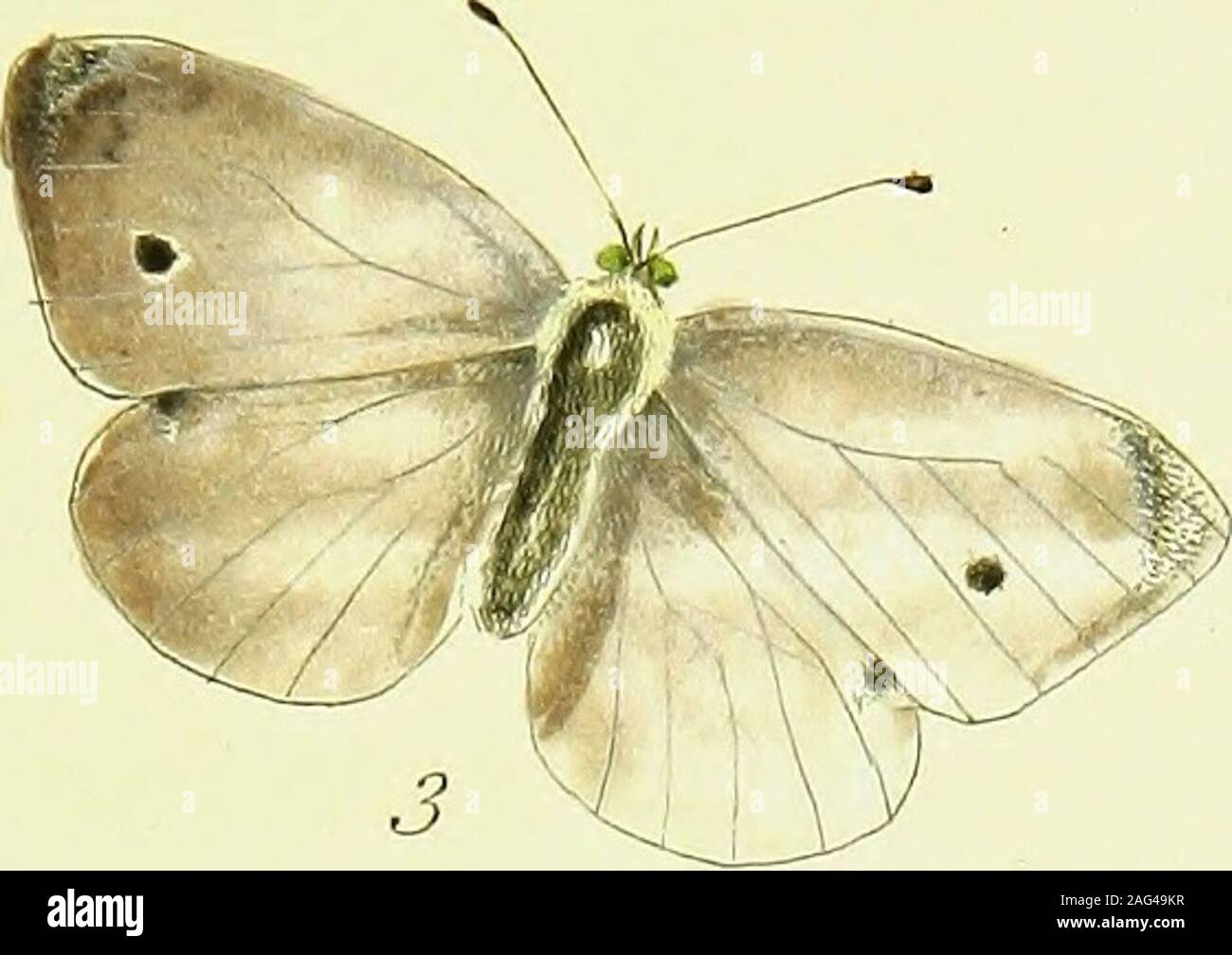 . Il papilios di Gran Bretagna, sistematicamente disposti, accuratamente intagliato e dipinto dalla natura, con la storia naturale di ciascuna specie e da una stretta applicazione del soggetto, e le osservazioni fatte in diversi paesi di questo regno; come pure dai numeri di allevamento dall'uovo, o di Caterpillar, durante gli ultimi trent'anni. ily diftinguifhed.Ci sono due covate thefe di mosche in fummer : il firft appare sul thewing all'inizio di maggio, dal chryfalides che sono rimasti attraversoil inverno 3 e il fécond è sul parafango in luglio. I bruchi fromthefe sono a thei Foto Stock
