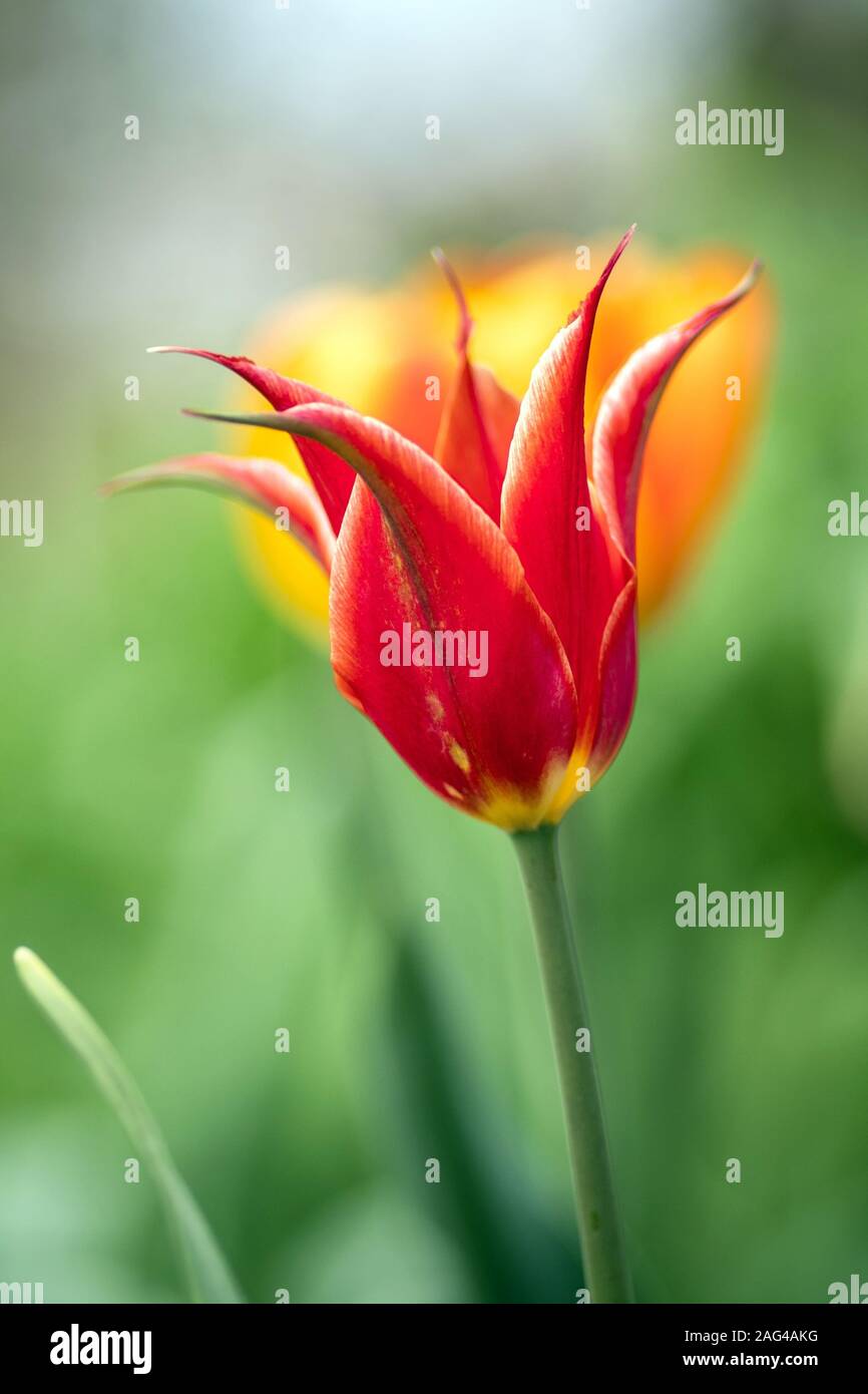 Primo piano verticale di un fiore rosso con un sfocato sfondo naturale - ottimo per lo sfondo Foto Stock