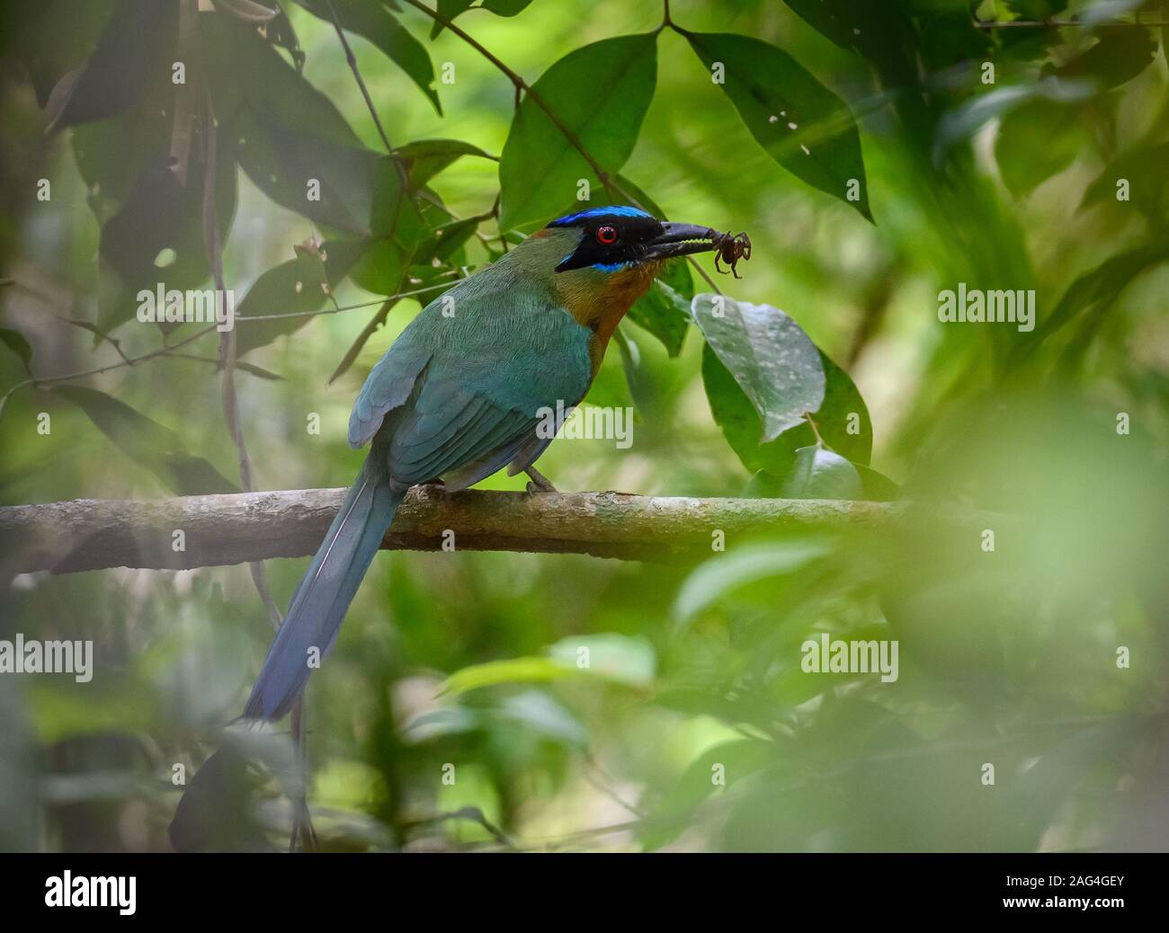 Un Motmot amazzonica (Momotus momota) catturati un ragno nella foresta amazzonica. Tocantins Brasile. Foto Stock