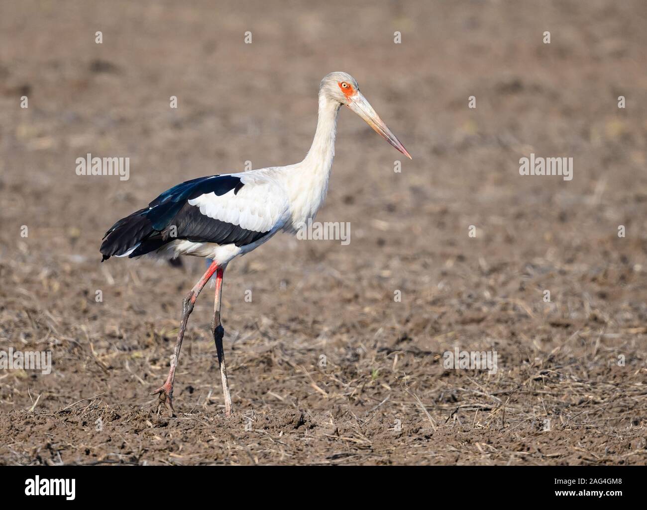 Un Maguari Stork (Ciconia maguari) rovistando nel campo aperto. Tocantins Brasile. Foto Stock