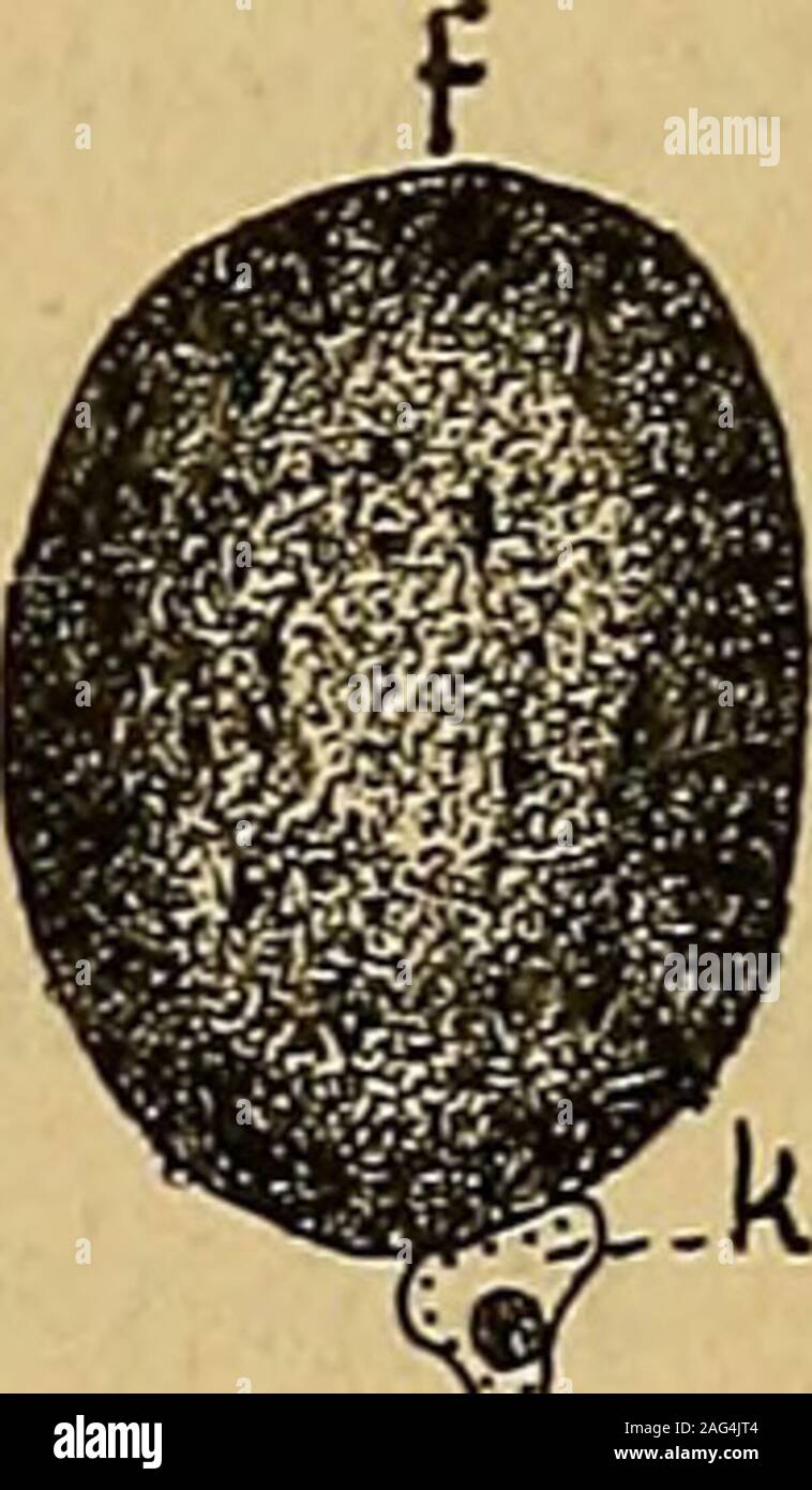 . Archives de parasitologie. Fig. 1. - Entwicklung der ovalen Kalkkôrperchen, nach Querschnittbildern. -A, b, c, d, e, f, Aufeinanderfolgcnde Stadicn; bl, Flûssigkeitsblàschen ; ht,Hâutchen ; k, Kern; klk, Kalk. x 1440. stenz aufweisen, oder sehr starken Druck auf die Haut der Blaseausûben, weil trotz der Feinheit des Hâutchens das ganze imParenchym eingezwàngte Gebilde seine specifische Gestalt beibe-hàlt. Wâhrend die auf Fig. 1 unter a und b dargestellten Stadienofîenbar sehr sciinell durchlaufen werden, weil sie sehr selten kommen zurBeobachtung, sind die folgenden Stadien der Entwicklungvo Foto Stock