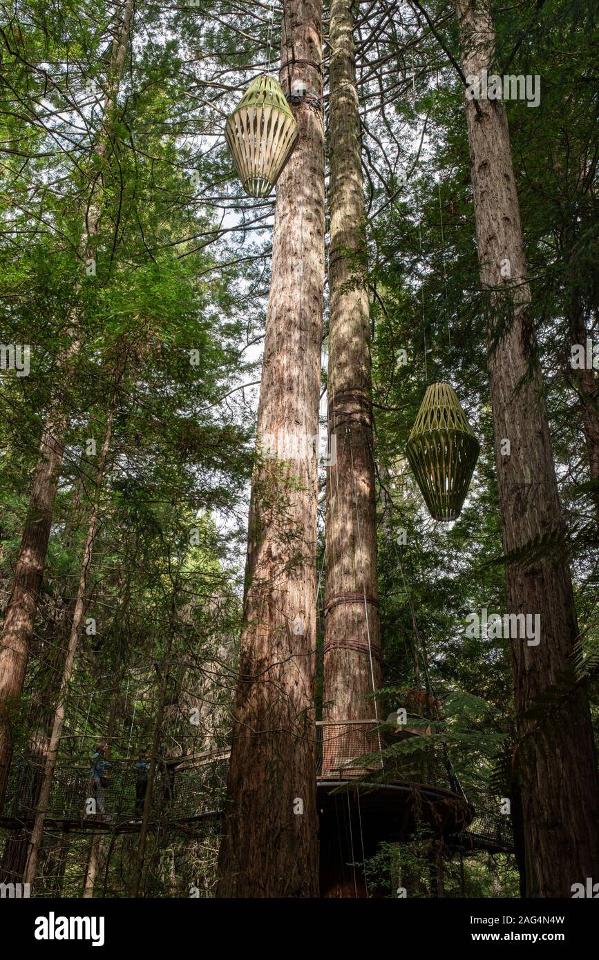 In piedi nella parte inferiore di un gigantesco albero di sequoia nel lussureggiante fitta Whakarewarewa Redwood Forest in Rotorua Foto Stock