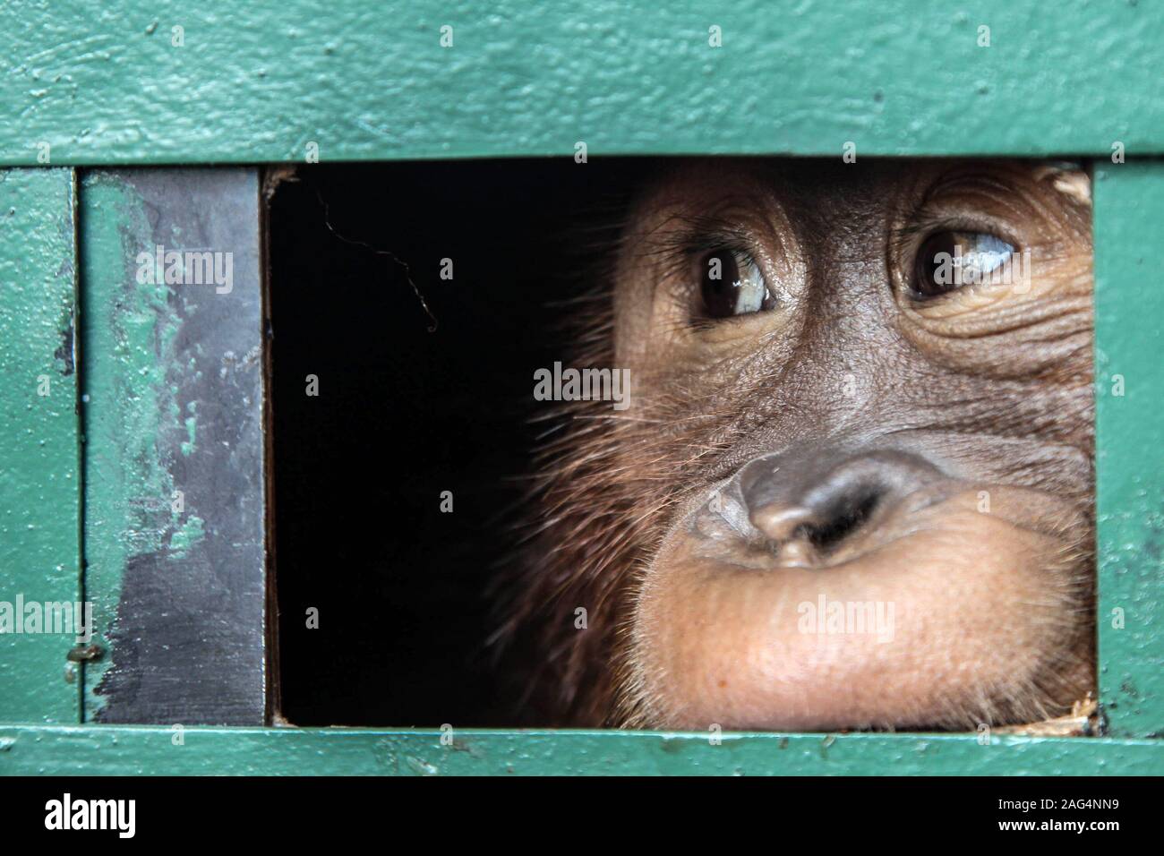 Pechino, Indonesia. Xvii Dec, 2019. Un bambino picchi orangutan dall'interno di una gabbia dopo lo sbarco a Kualanamu aeroporto di Medan, nel nord di Sumatra, Indonesia, Dic 17, 2019. Un bambino orangutan sarà rilasciato torna nel selvaggio nel nord di Sumatra. Un trafficante russo drogato e non è riuscito a contrabbandare fuori di Bali. Credito: Alberth Damanik/Xinhua/Alamy Live News Foto Stock