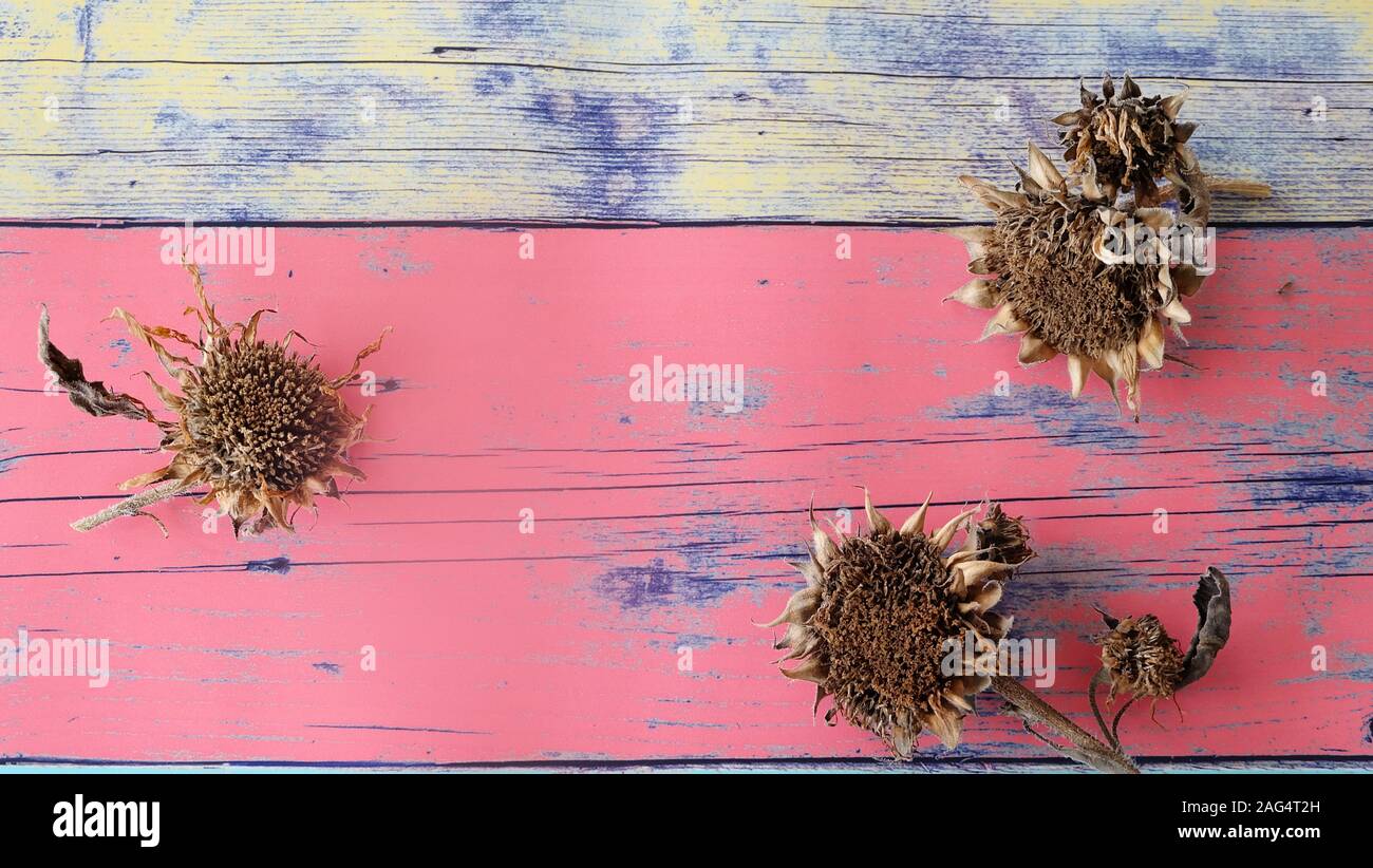 Tre secchi teste di semi di girasole, con uno sfondo colorato. Foto Stock