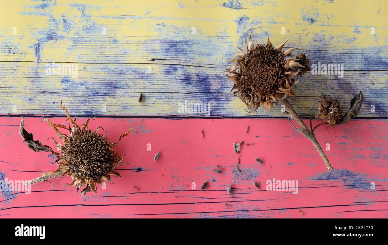 Brown essiccato di girasoli con semi. Foto Stock