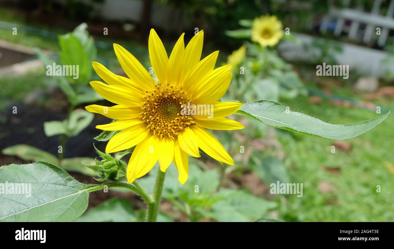 Fioritura di Girasole giallo in un giardino con un altro Semi di girasole in sfondo sfocato. Foto Stock