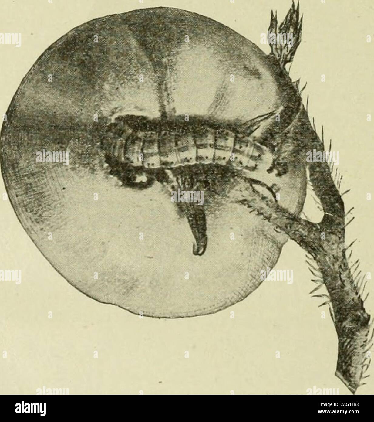 . I nemici di insetti e malattie del pomodoro. wo ayear covate, e quando i bruchi iniziano a maturare essi tagliano tutti theleaves da piante di pomodoro e persino rosicchiare e distruggere il greenfruit. I coltivatori dovrebbero essere sull'allerta per il primo nonché ilsecondo brood. Essi vengono visualizzati in varie volte, secondo località.CONTROLLO.-la raccolta a mano può essere praticata, ma impiega un sharpeye per rilevare questi worm quando esse sono in posizione di riposo. Nel caso di alimentazione sono più facilmente visibili epuò essere distrutto immediatamente. Asingle spruzzatura con arsenateof portano alla velocità di 54lb a 3 galloni di acqua,le distruggerò whenpr Foto Stock