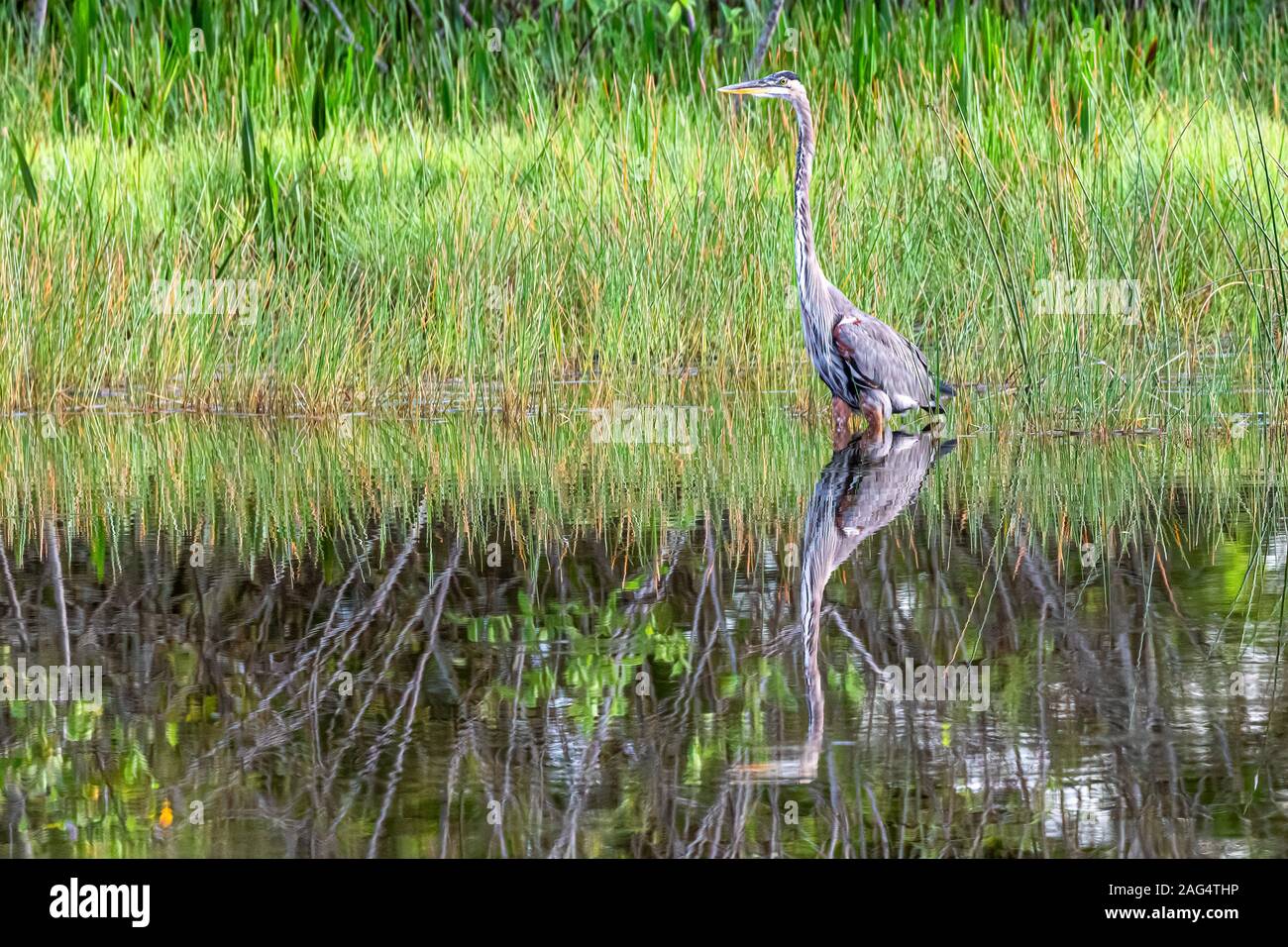 Bellissimi airone blu con la riflessione Foto Stock