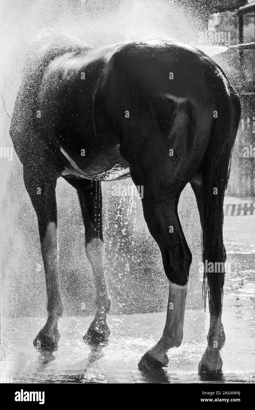 Immagine verticale in scala di grigi di un cavallo di stallione dalla parte posteriore Foto Stock