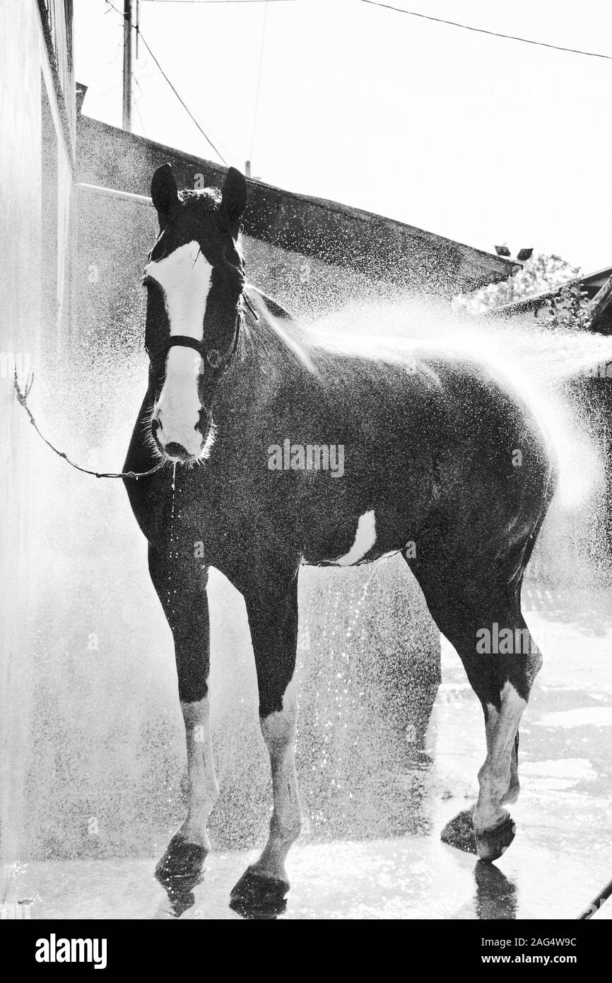 Immagine verticale in scala di grigi di uno Stallion che si gode il fresco spruzzo di acqua Foto Stock