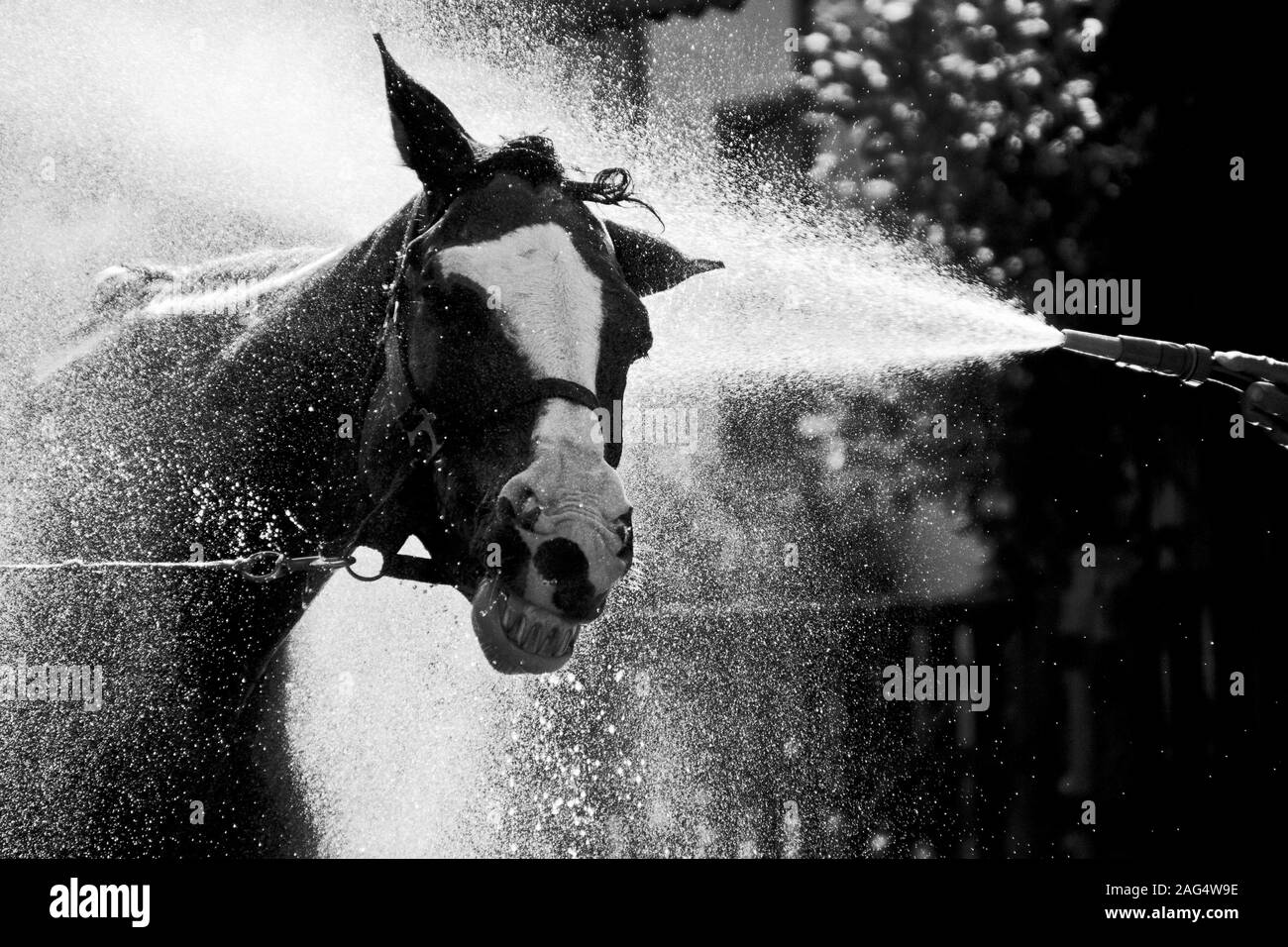 Immagine in scala di grigi di un cavallo di Stallion sorridente mentre si gode spruzzi d'acqua freschi Foto Stock