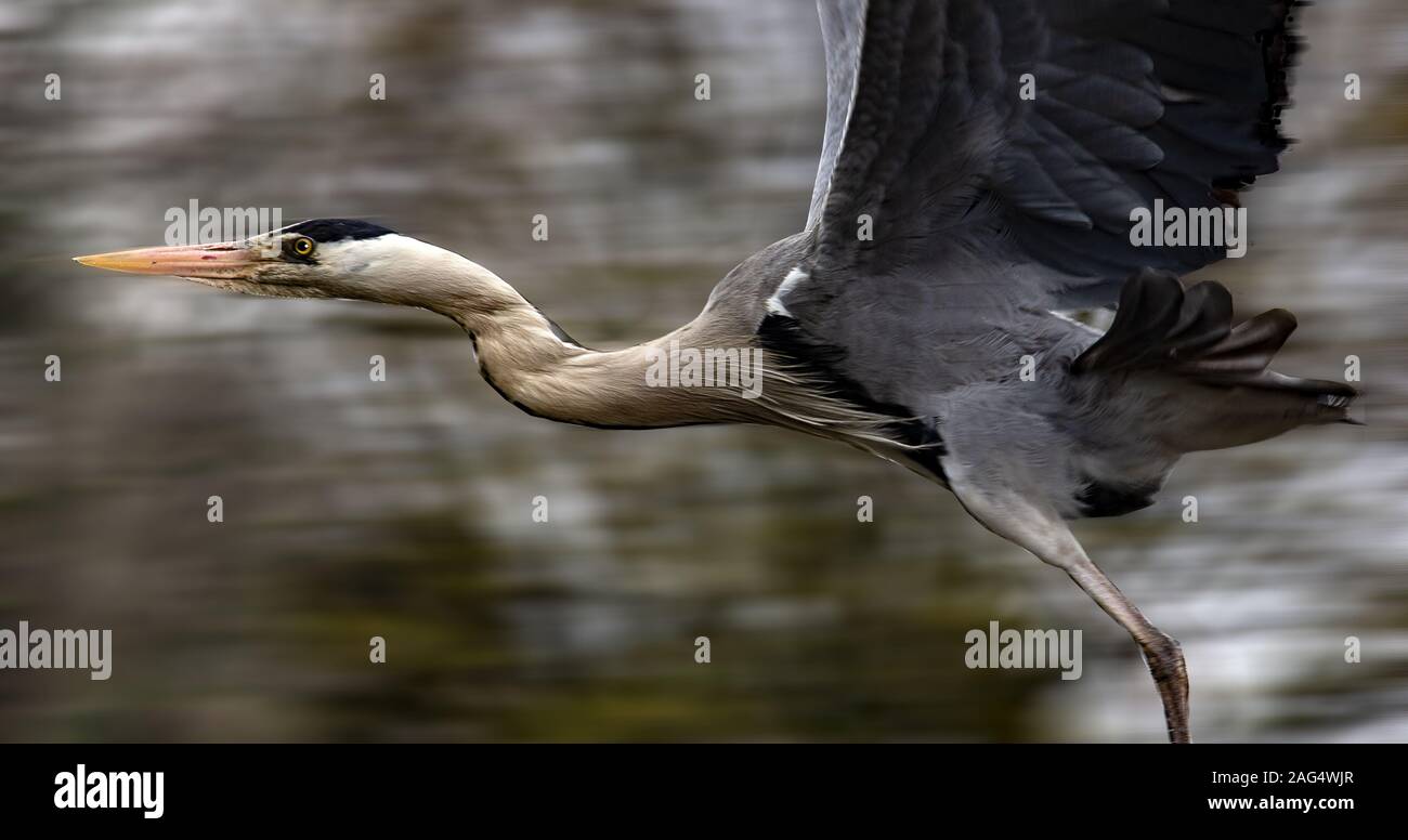 Fuoco selettivo di un airone nel Regent's Park a Londra, Regno Unito Foto Stock