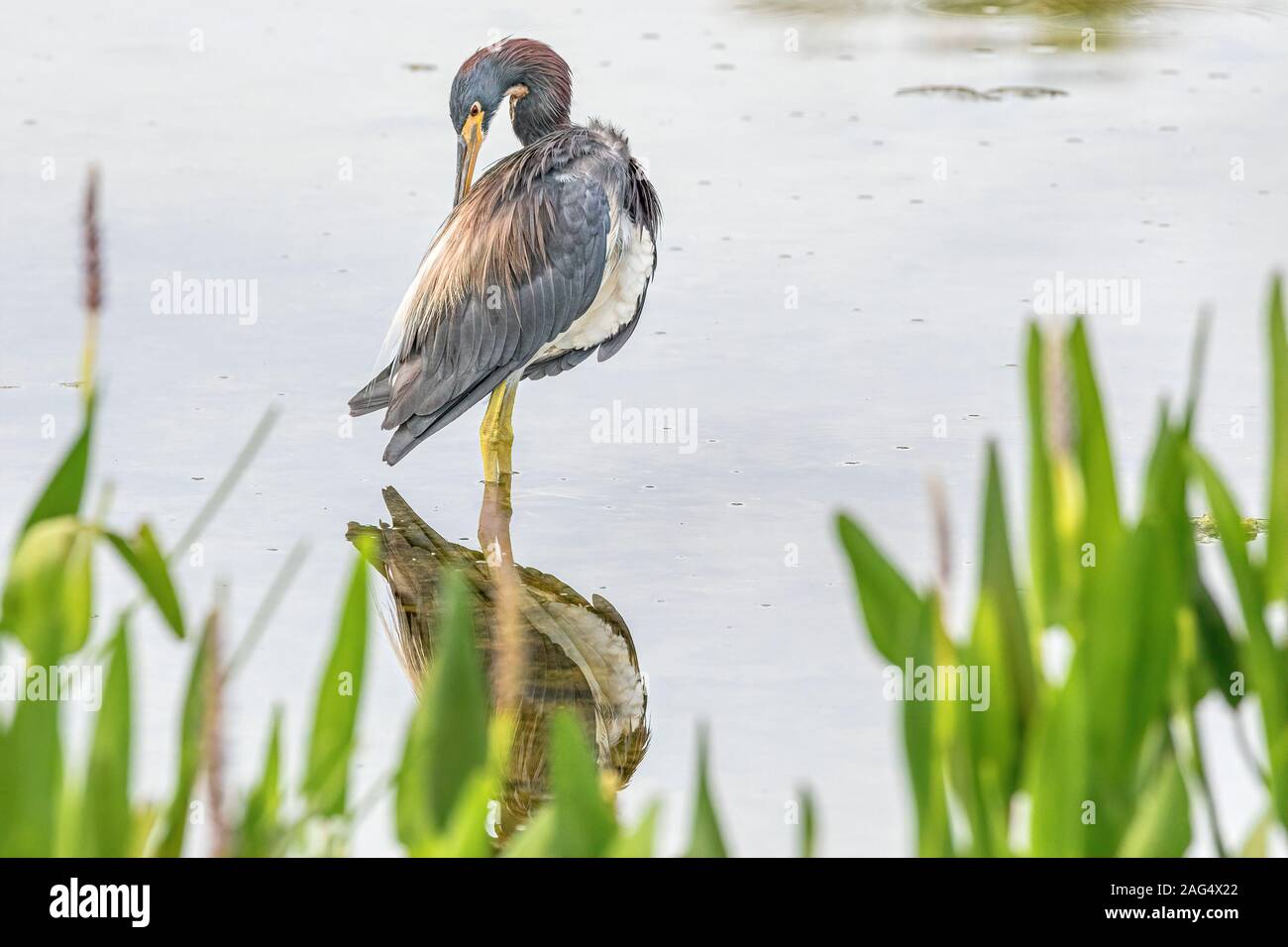 Airone tricolore con la riflessione sull'acqua Foto Stock