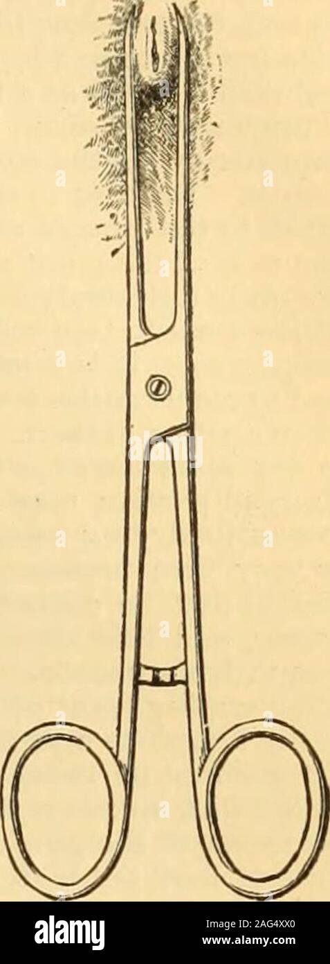 . Un manuale di riferimento delle scienze mediche : abbraccia tutta la gamma di scientifici e pratici della medicina e scienze affini. dice theprecise tempo per col-sempre lezione inizia con 5x 24 e termina con6 x 24 ore. Esso può non essere messo in dubbio che la temperatura modifica le sviluppo della vescicola, e che nei paesi caldi, simile ala sud dell'Europa, il termine di sviluppo è più breve di quella a nord ofEurope, o negli Stati Uniti. La pratica in Olanda, con referenceto il periodo di raccolta della linfa, è nelseguente modo : a Rotterdam, una porzione dei vitelli,5 x 24 ore ; un'altra porta Foto Stock