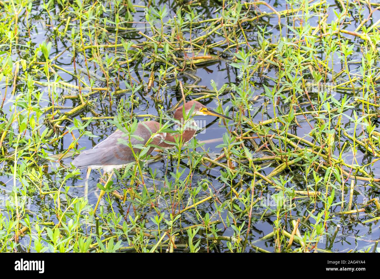 I capretti tricolore Heron foraggio Foto Stock